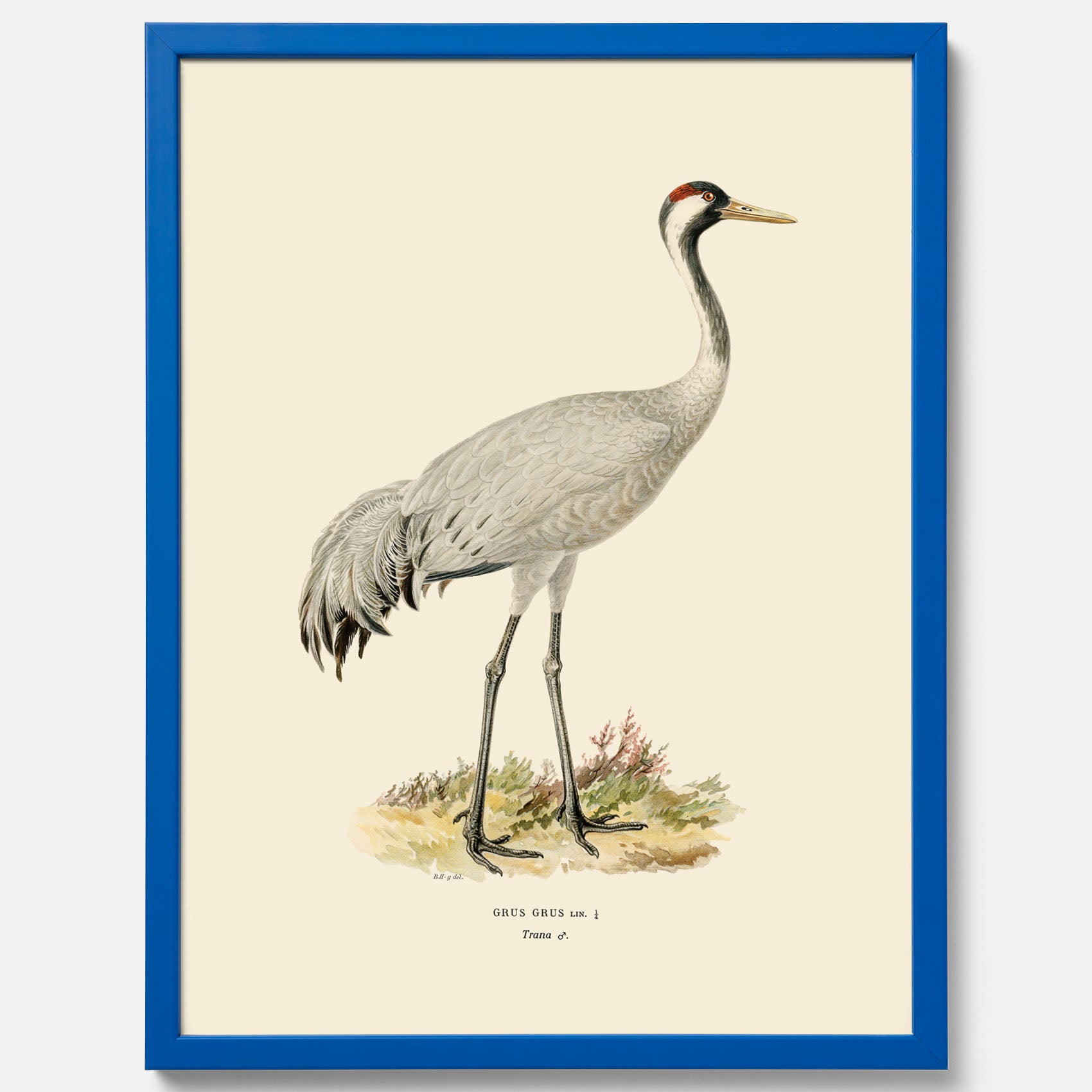 Vintageposter föreställande en trana, ritad av bröderna von Wright.