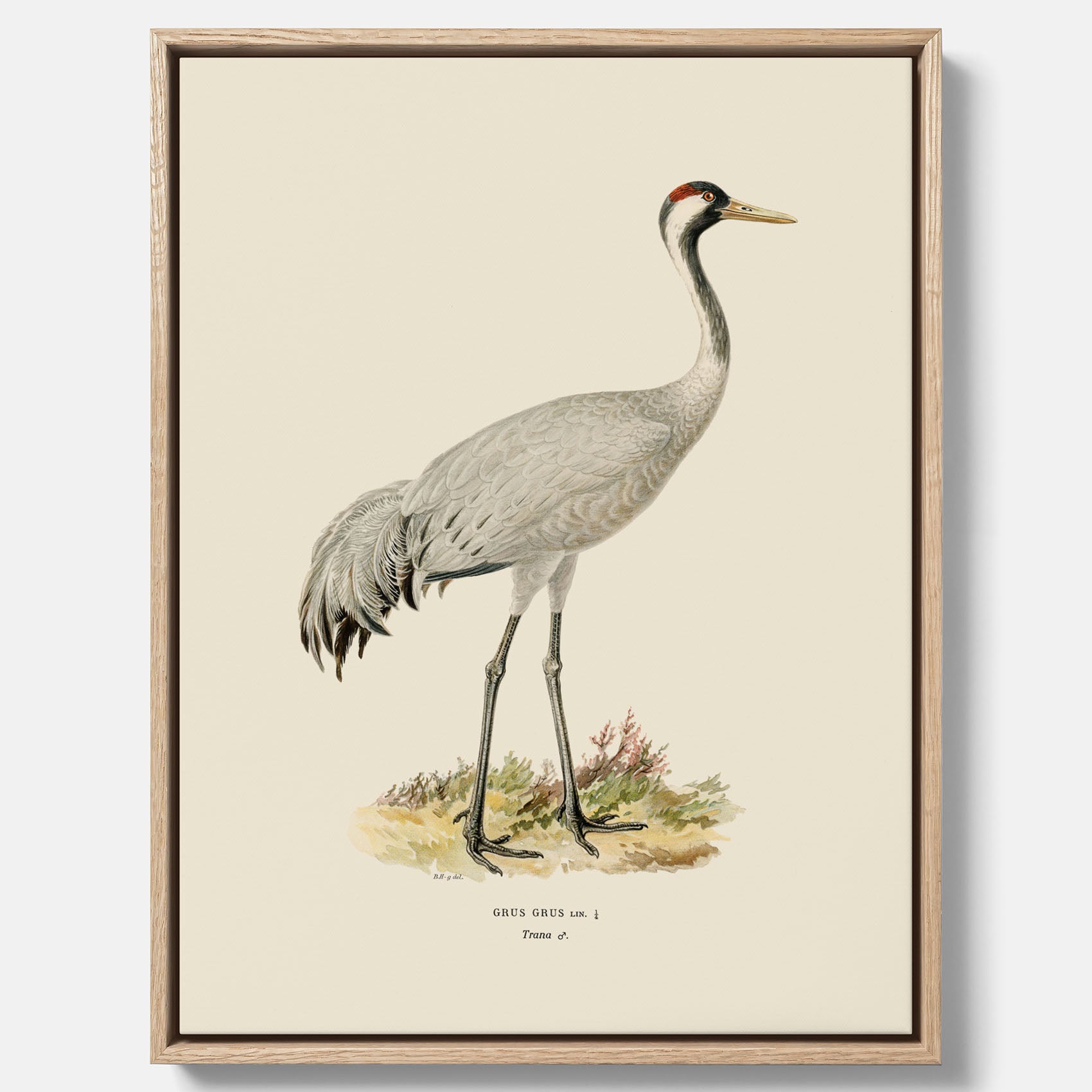 Vintageposter föreställande en trana, ritad av bröderna von Wright i canvas