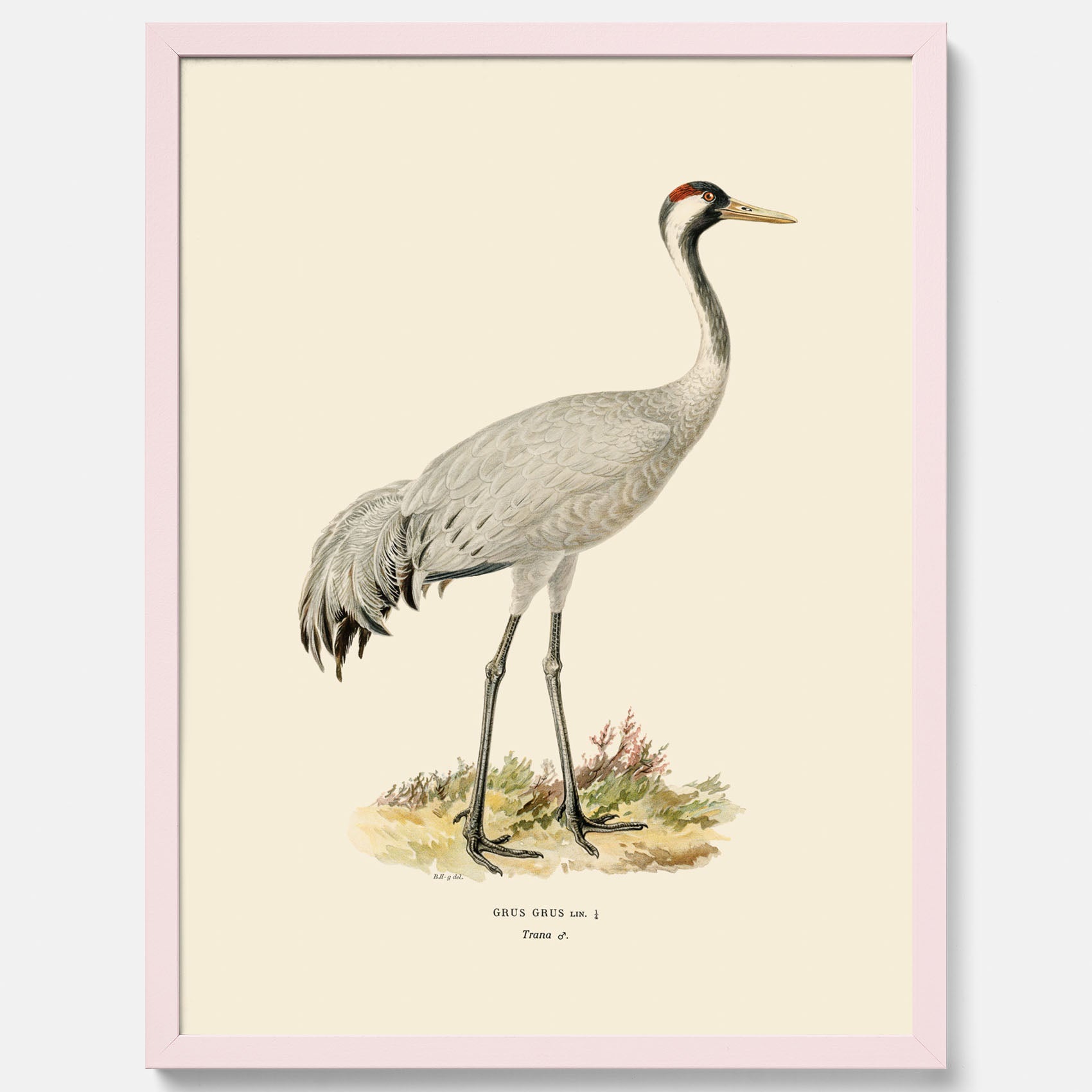 Vintageposter föreställande en trana, ritad av bröderna von Wright.