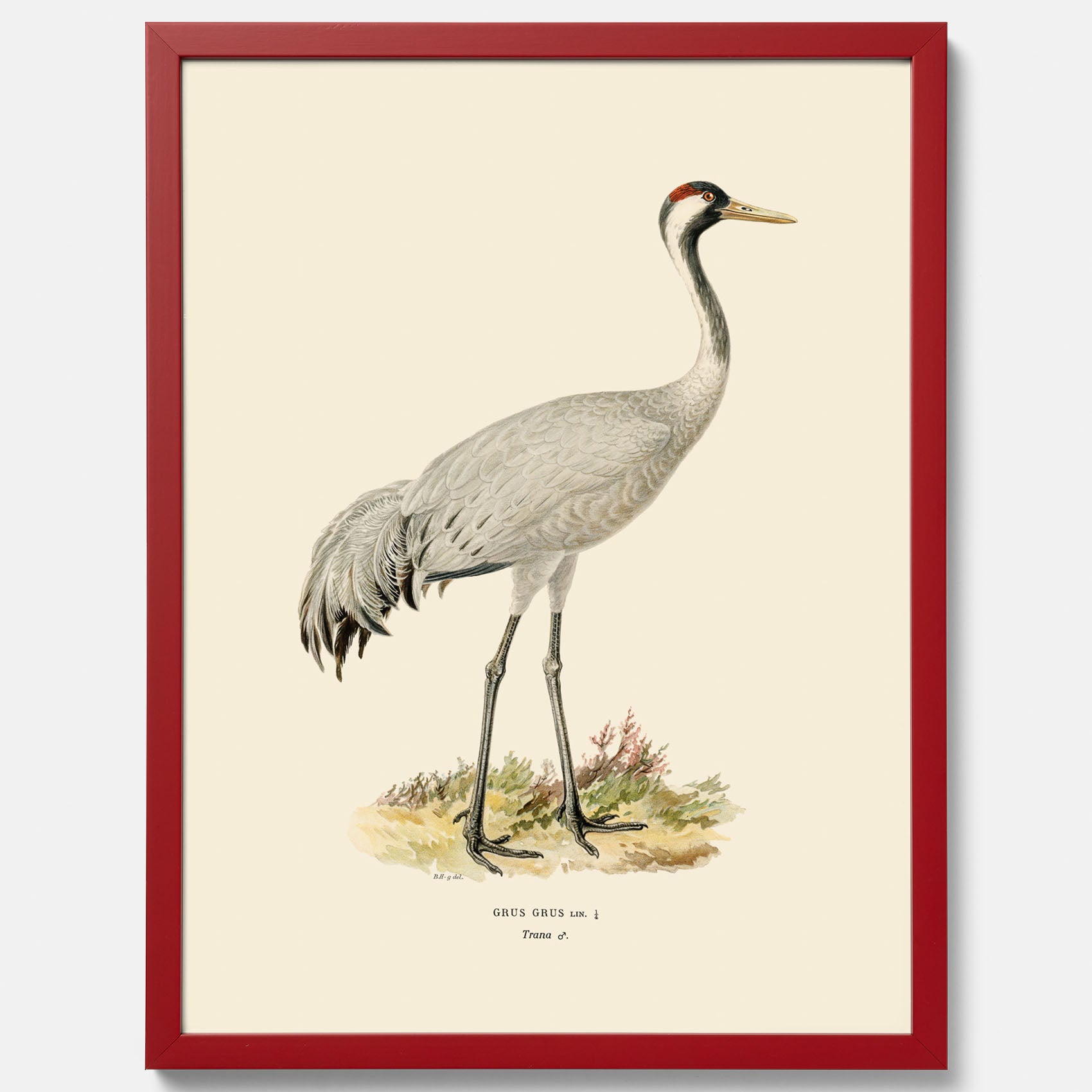 Vintageposter föreställande en trana, ritad av bröderna von Wright.
