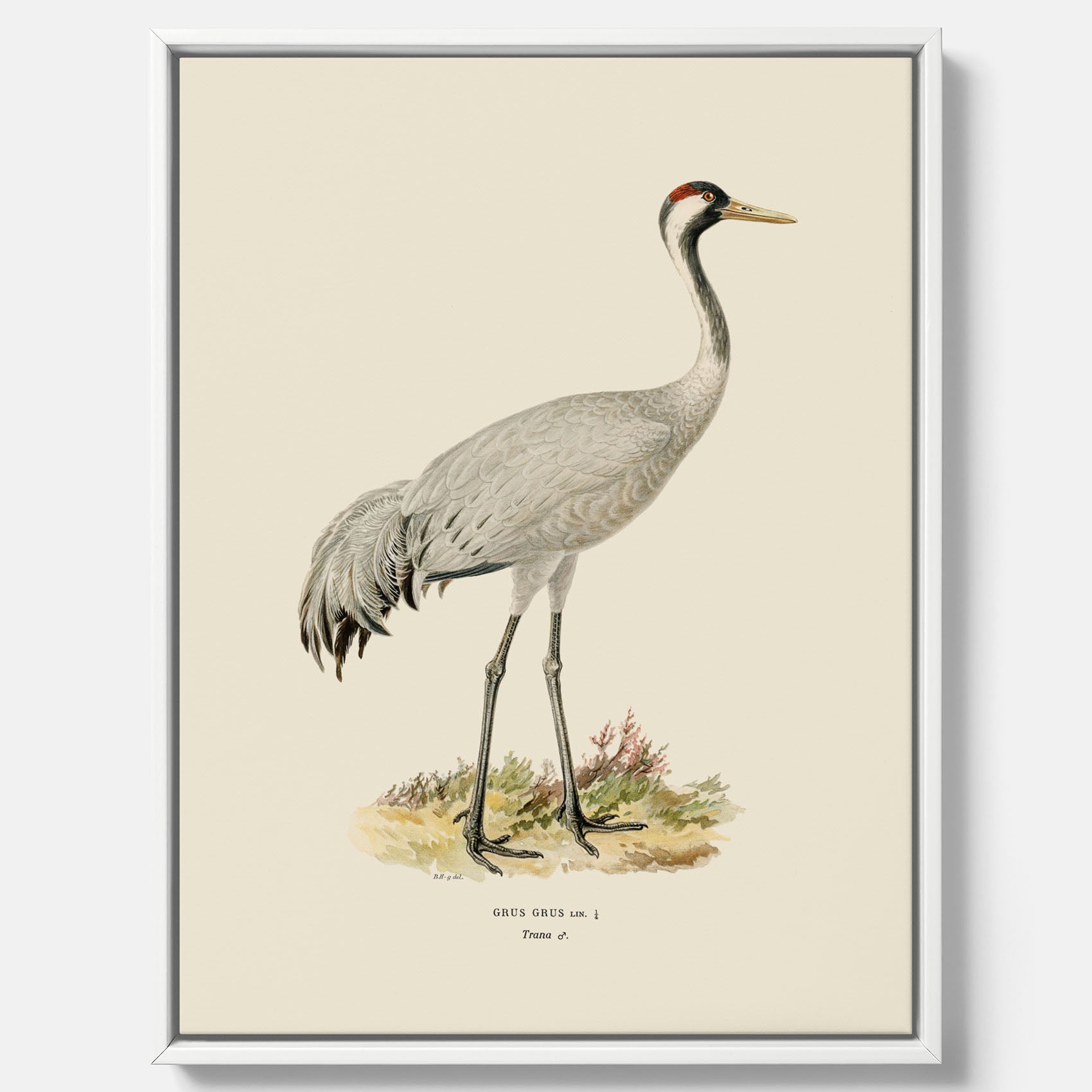 Vintageposter föreställande en trana, ritad av bröderna von Wright i canvas