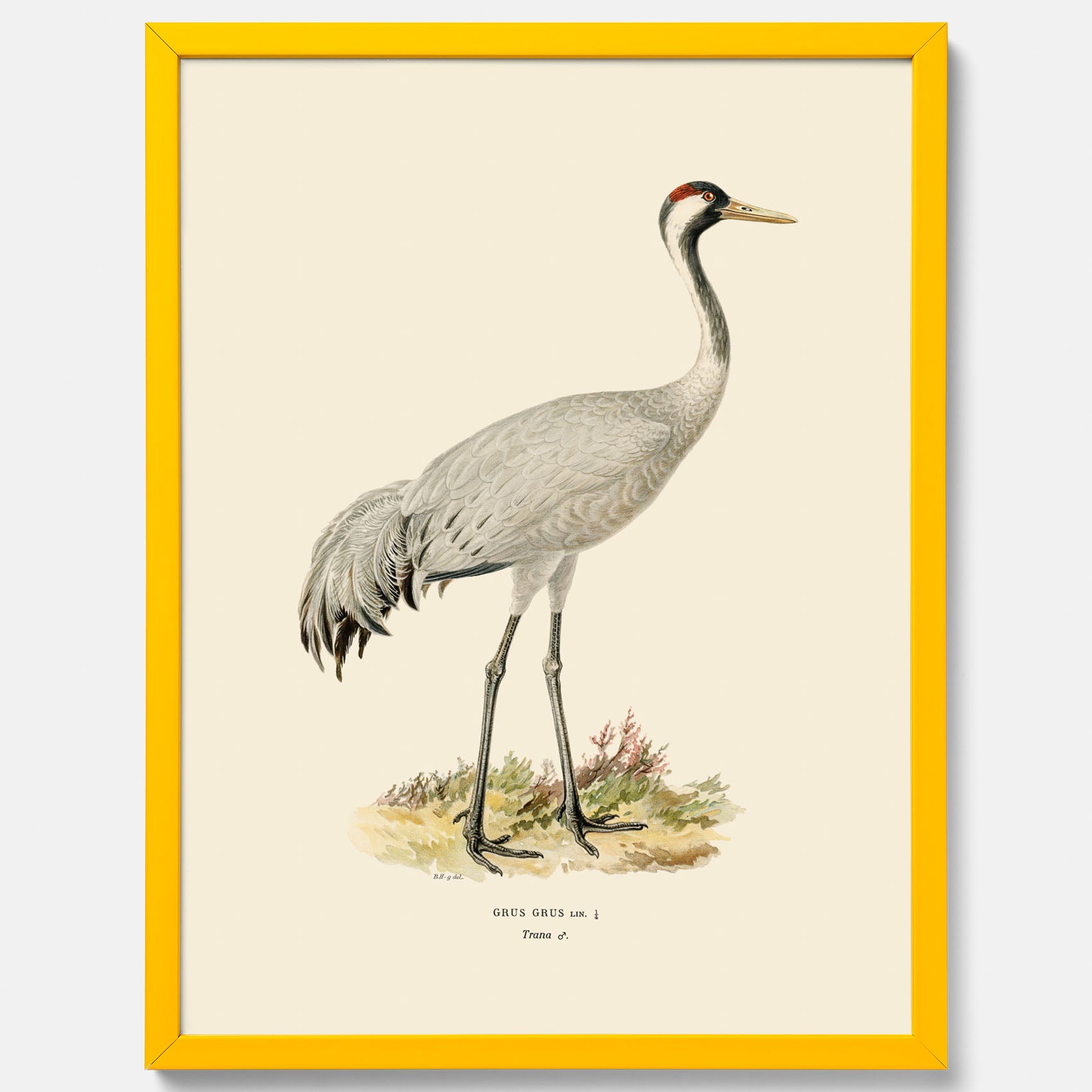 Vintageposter föreställande en trana, ritad av bröderna von Wright.