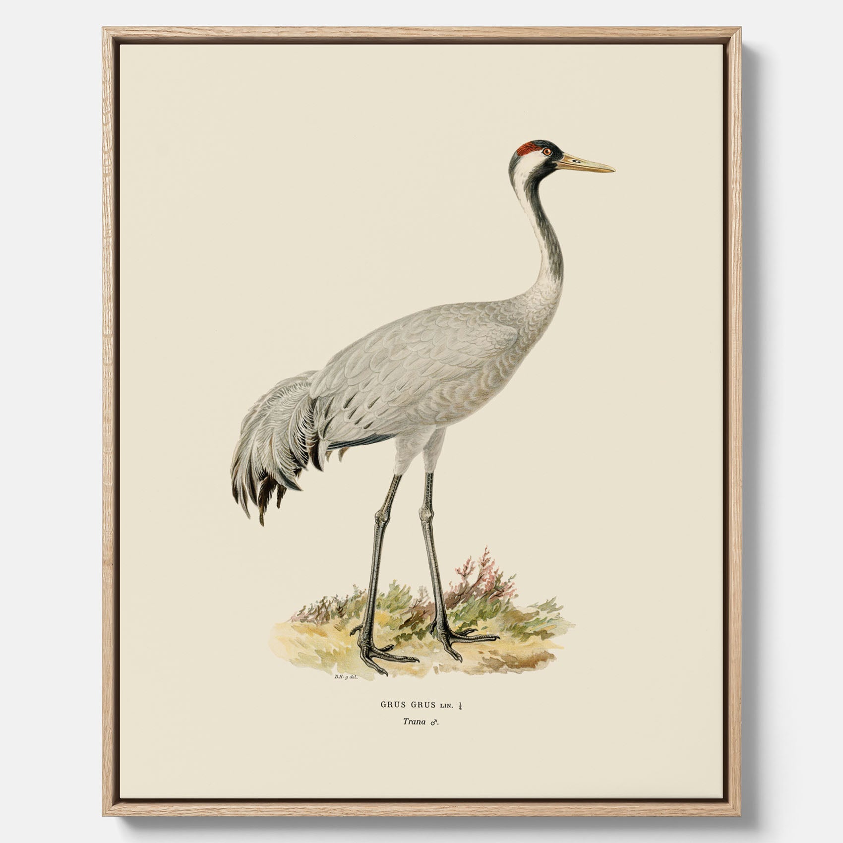 Vintageposter föreställande en trana, ritad av bröderna von Wright i canvas