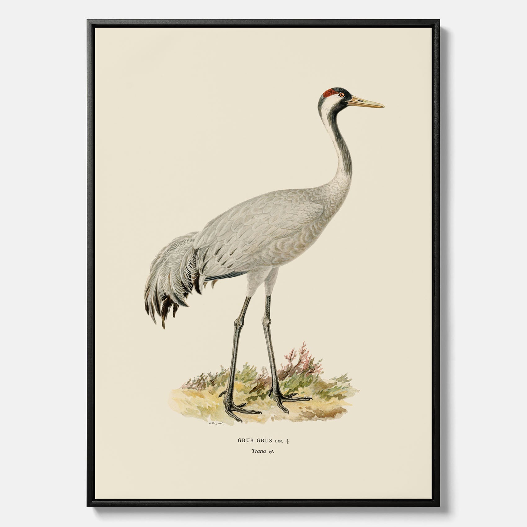 Vintageposter föreställande en trana, ritad av bröderna von Wright i canvas
