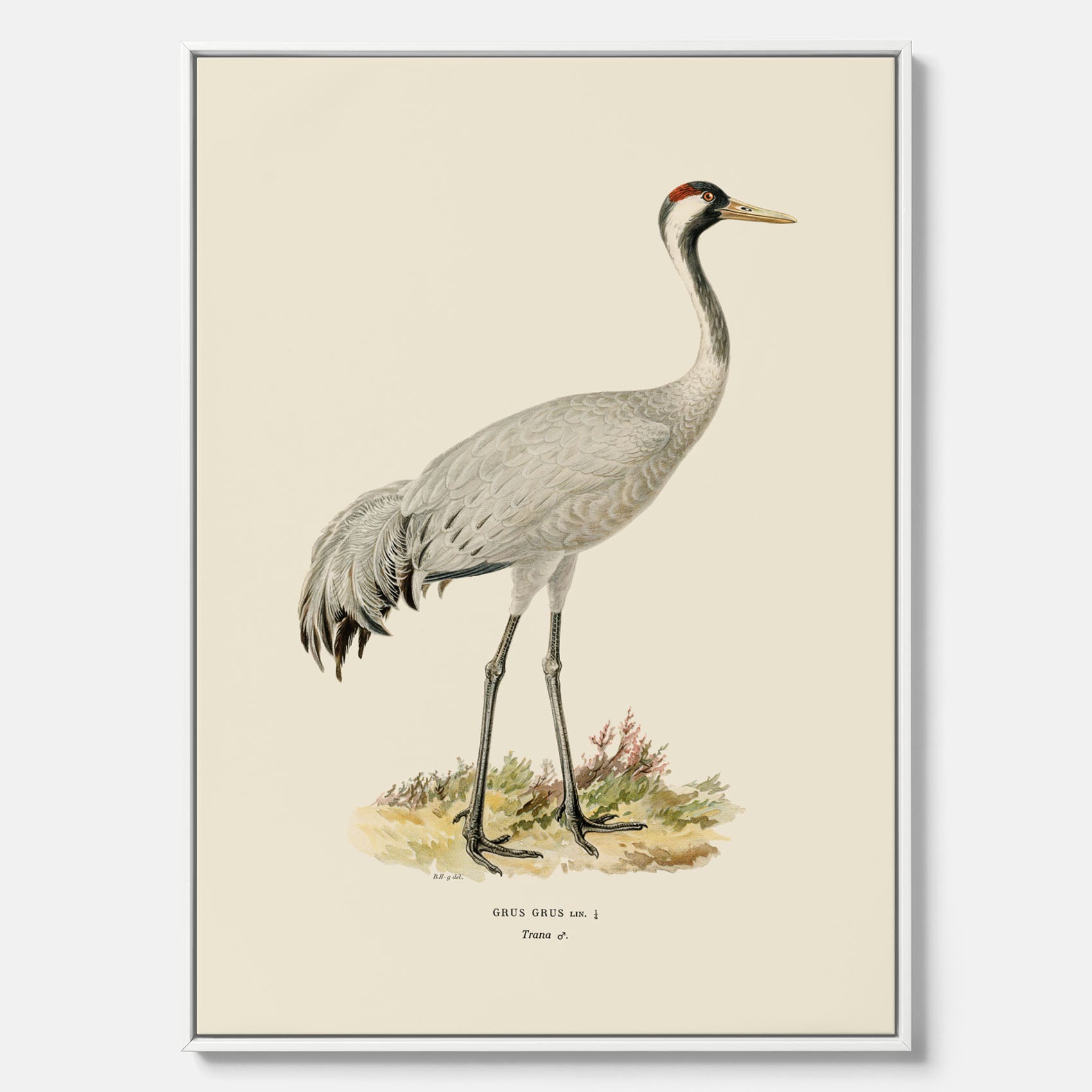 Vintageposter föreställande en trana, ritad av bröderna von Wright i canvas
