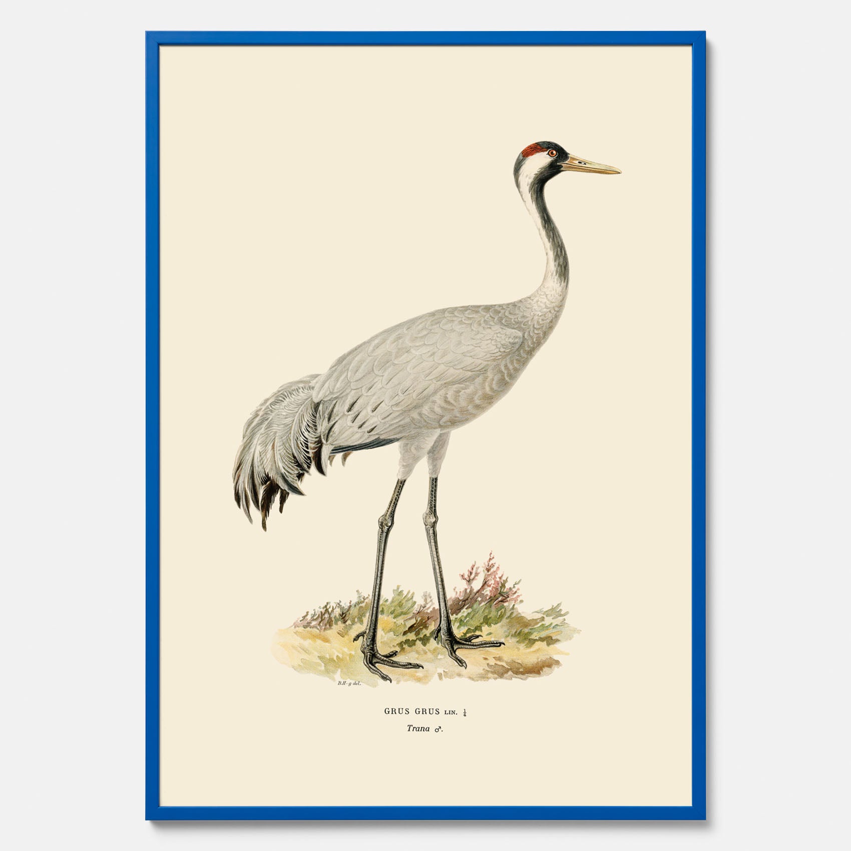 Vintageposter föreställande en trana, ritad av bröderna von Wright.
