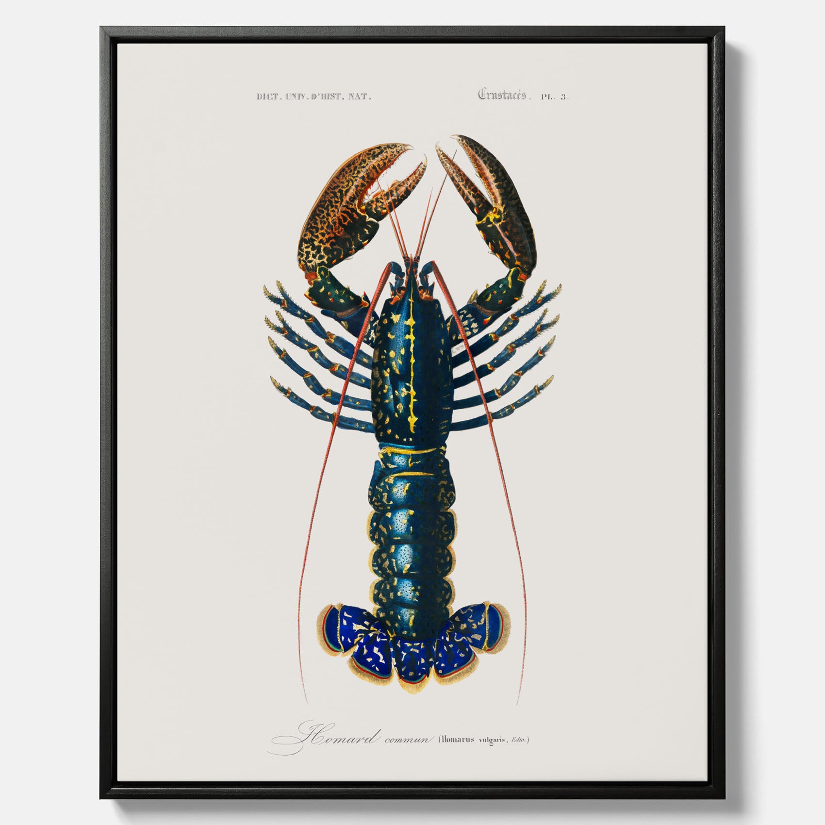 Kökstavla på canvas med Hummer poster till kök, hummerposter, skaldjur, köksposter, tavla till kök