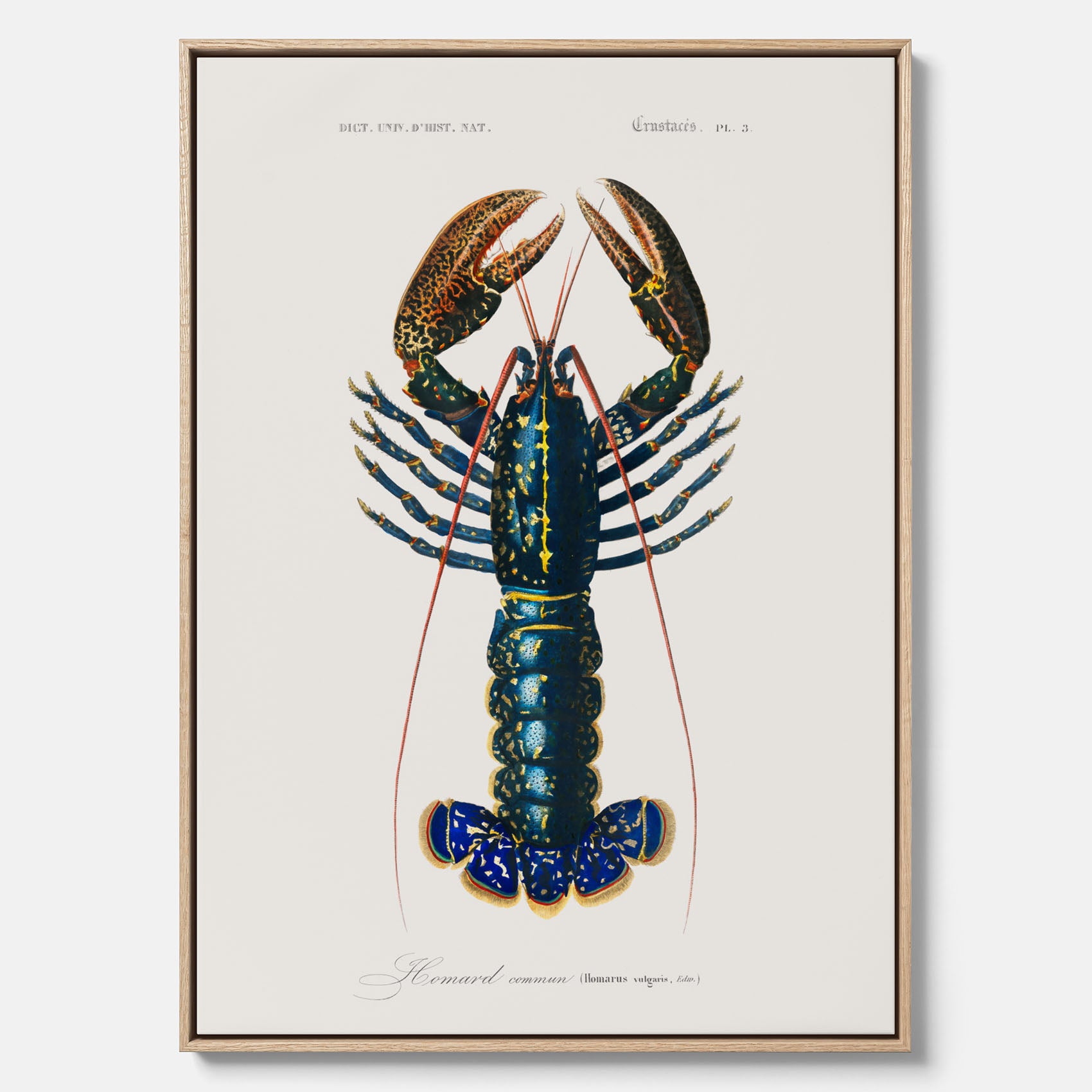 Kökstavla på canvas med Hummer poster till kök, hummerposter, skaldjur, köksposter, tavla till kök
