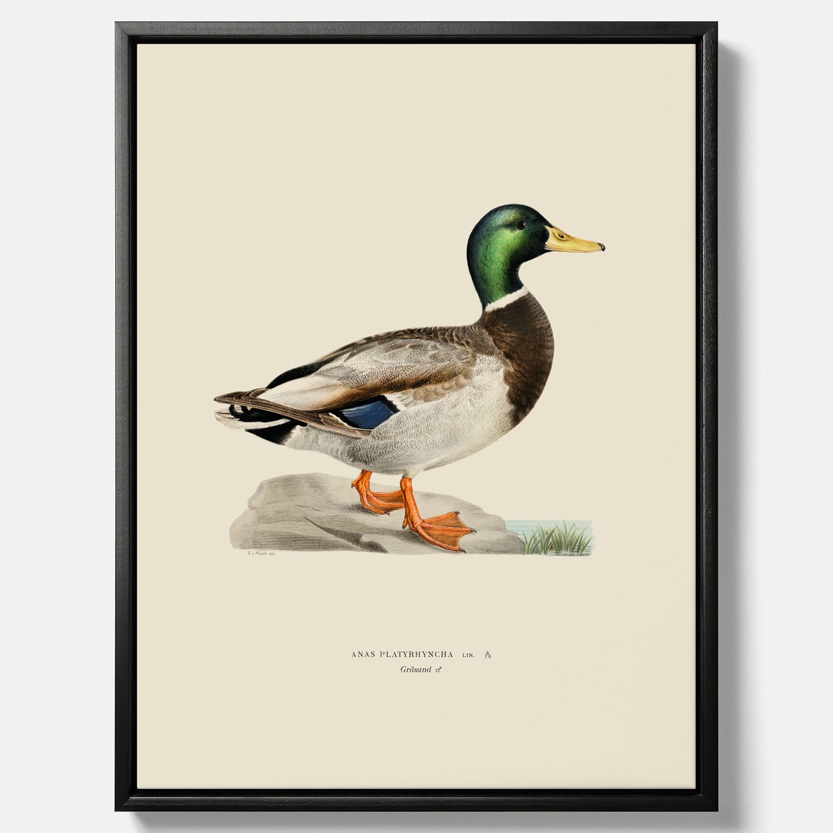 Vintageposter på canvas föreställande en gräsand, ritad av bröderna von Wright.