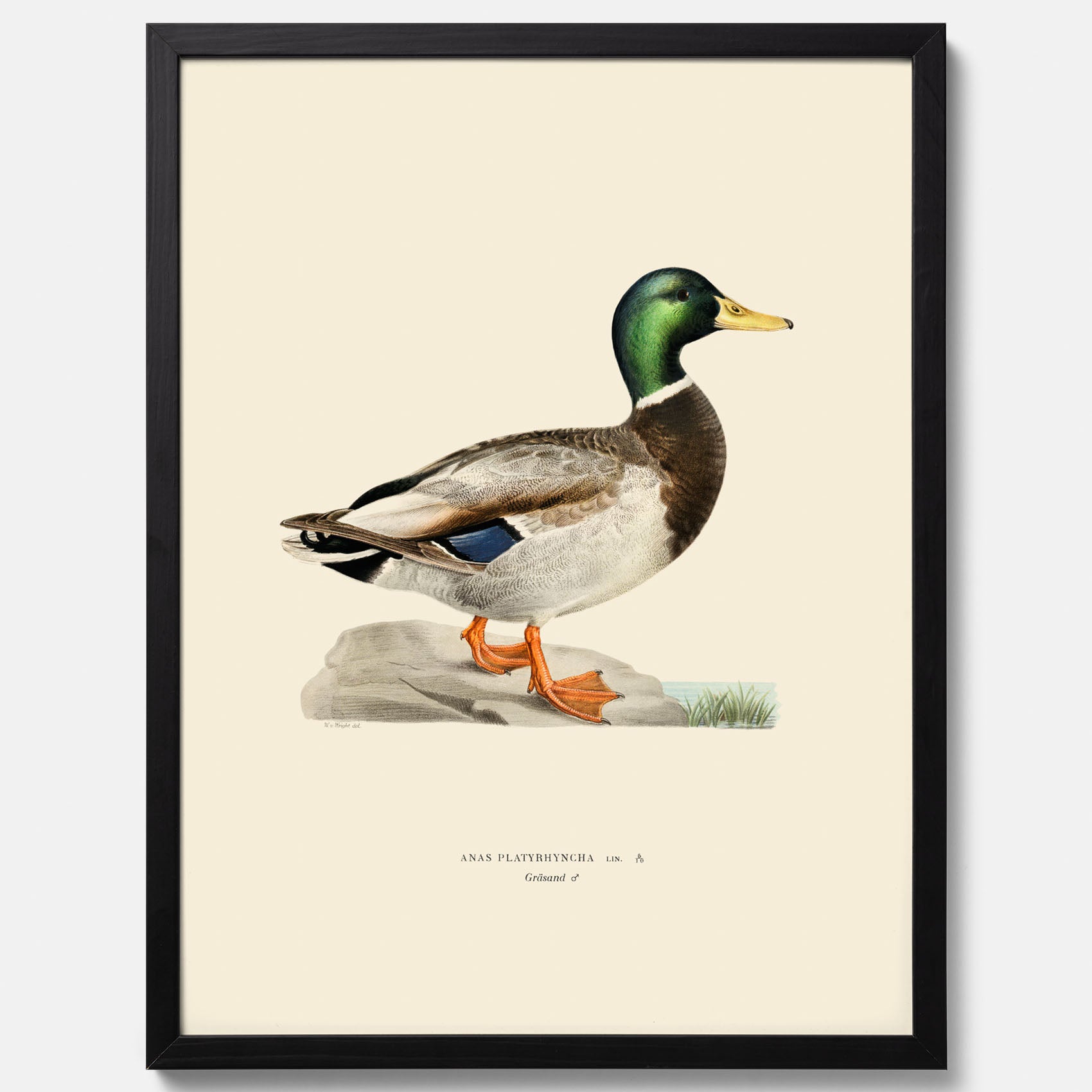 Vintageposter föreställande en gräsand, ritad av bröderna von Wright.