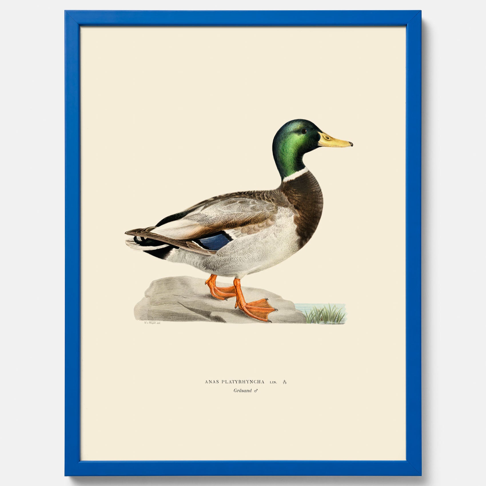 Vintageposter föreställande en gräsand, ritad av bröderna von Wright.