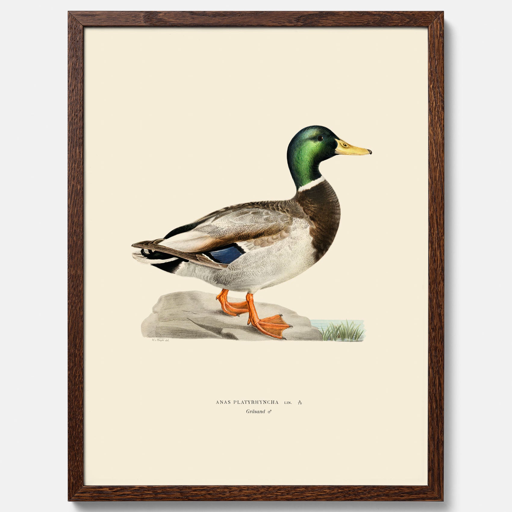 Vintageposter föreställande en gräsand, ritad av bröderna von Wright.