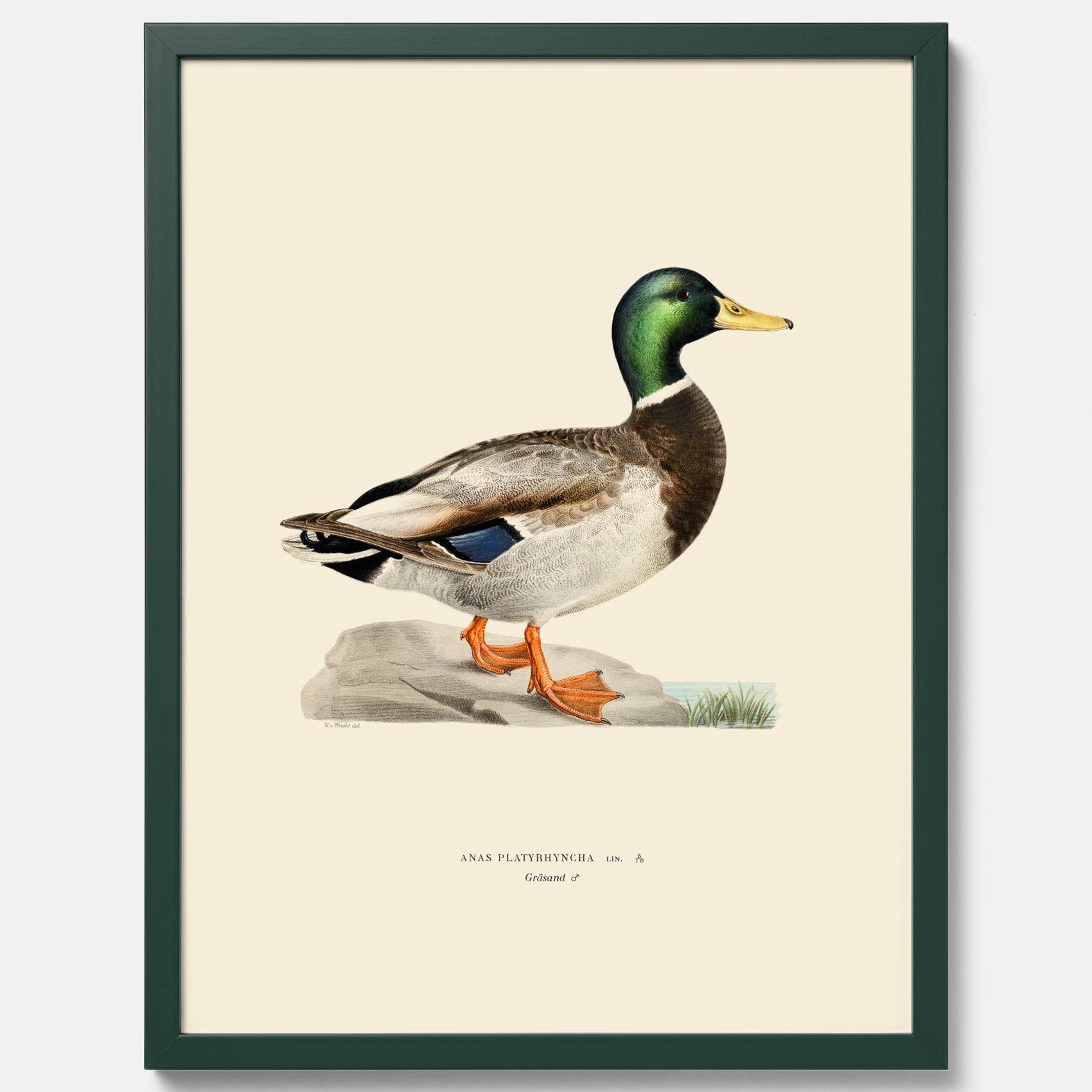 Vintageposter föreställande en gräsand, ritad av bröderna von Wright.