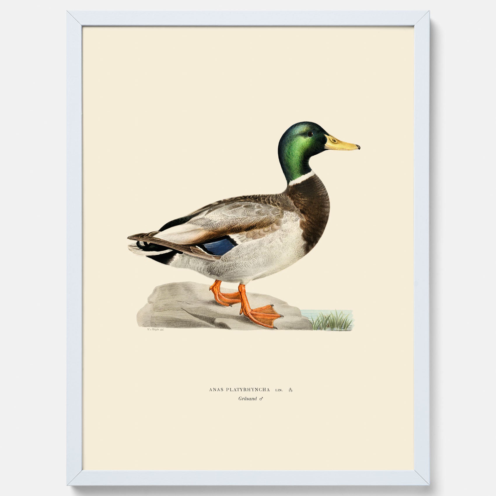 Vintageposter föreställande en gräsand, ritad av bröderna von Wright.