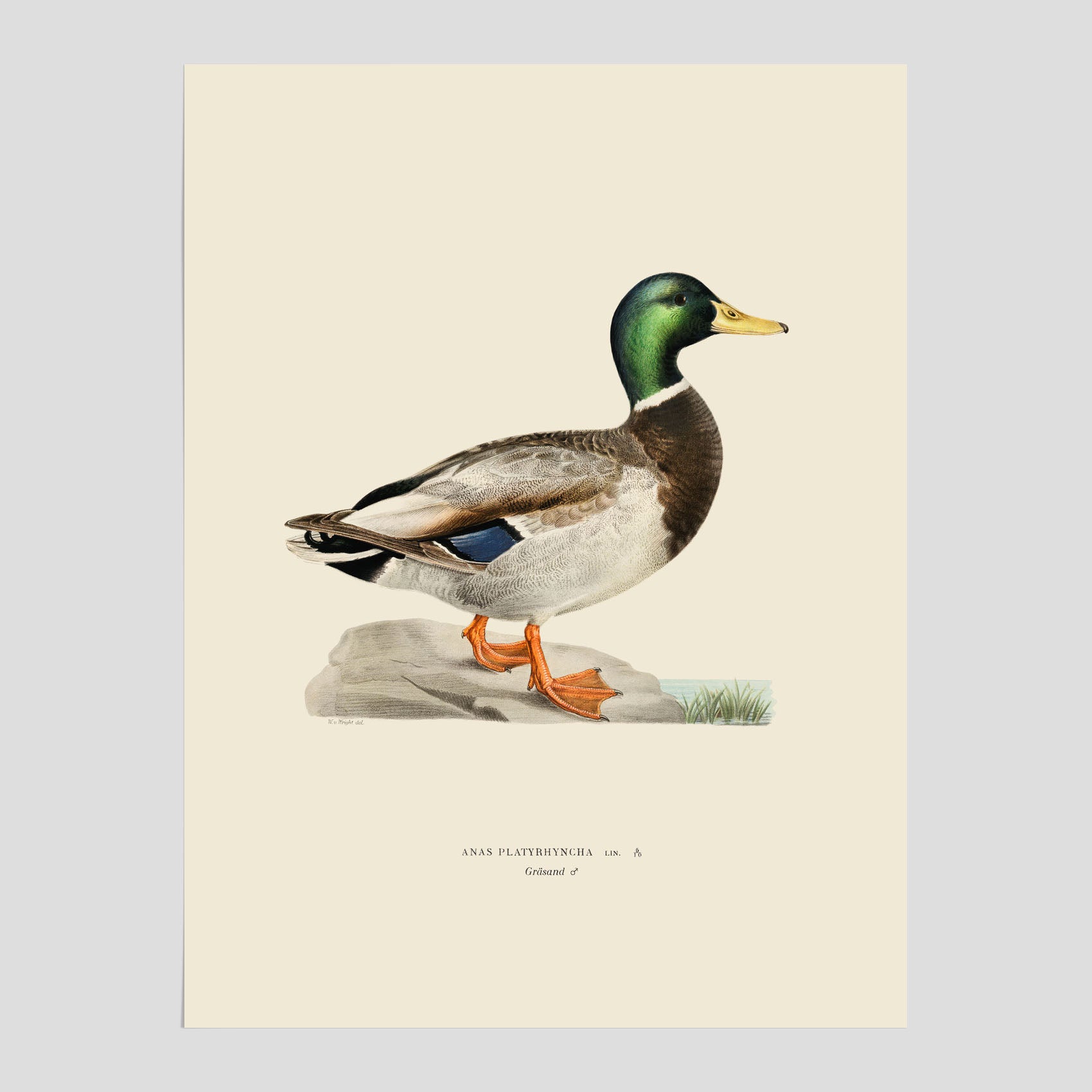 Vintageposter föreställande en gräsand, ritad av bröderna von Wright.
