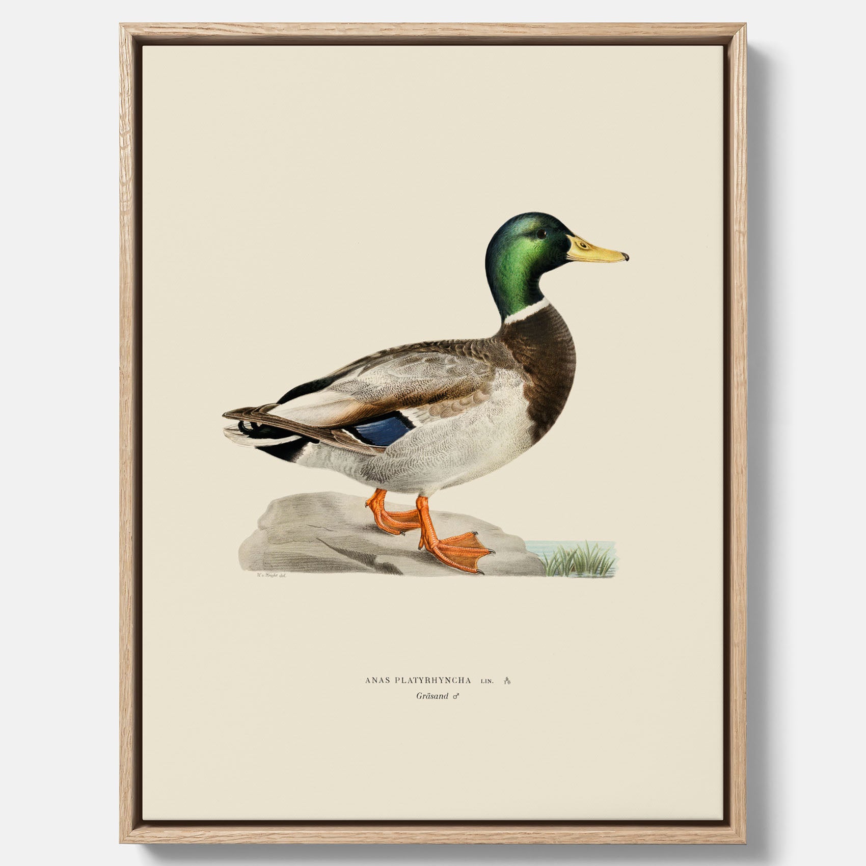 Vintageposter på canvas föreställande en gräsand, ritad av bröderna von Wright.