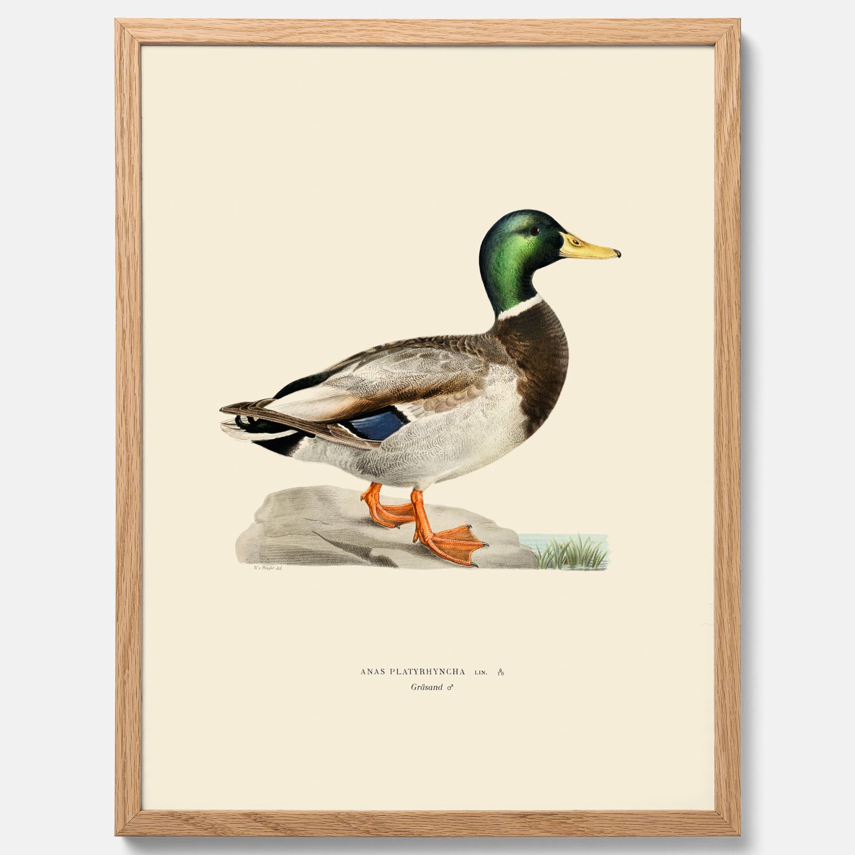 Vintageposter föreställande en gräsand, ritad av bröderna von Wright.