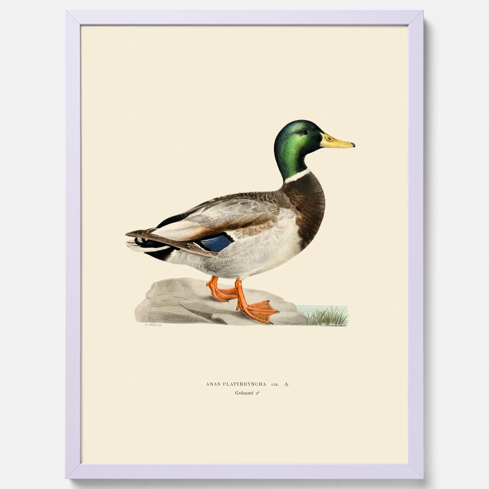 Vintageposter föreställande en gräsand, ritad av bröderna von Wright.