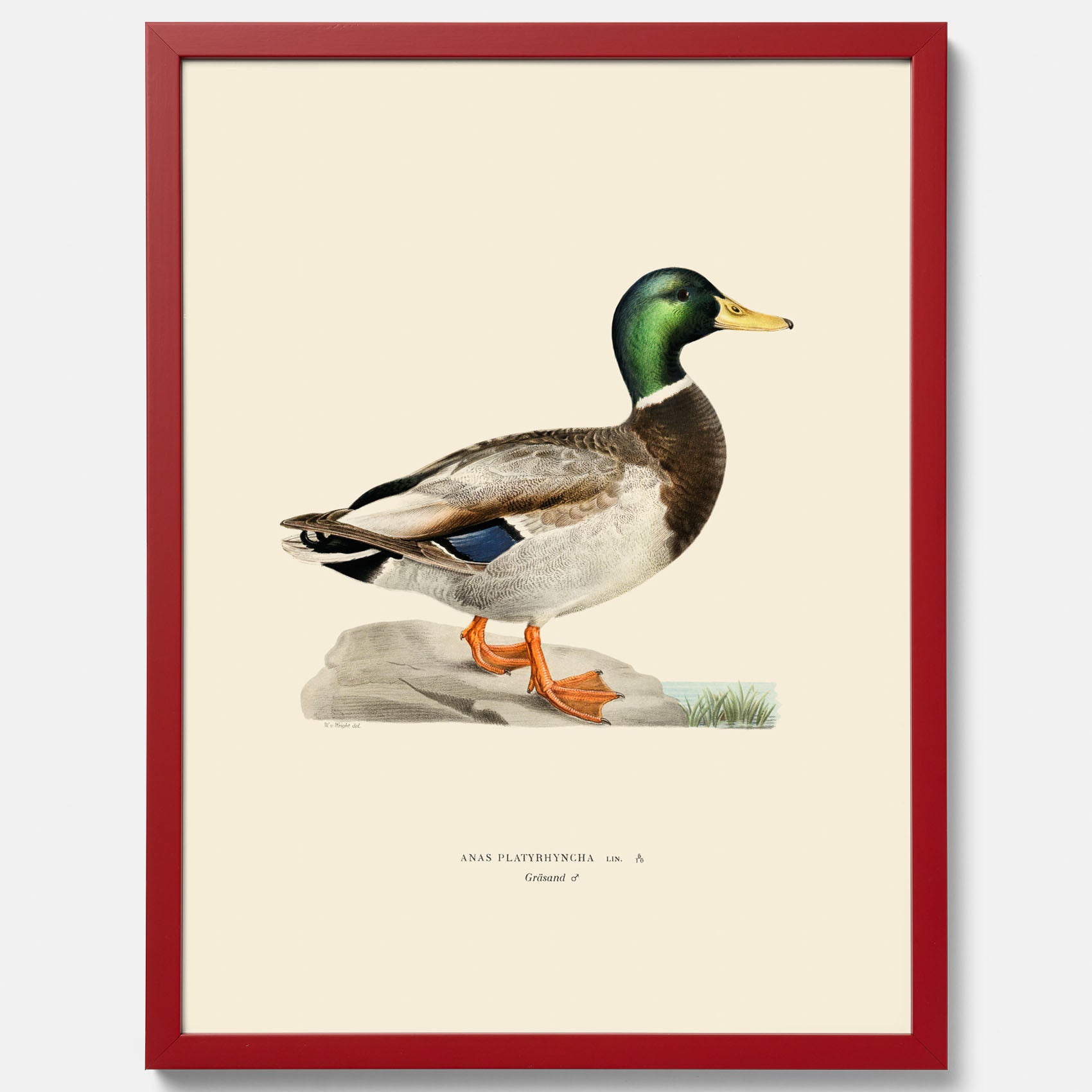 Vintageposter föreställande en gräsand, ritad av bröderna von Wright.