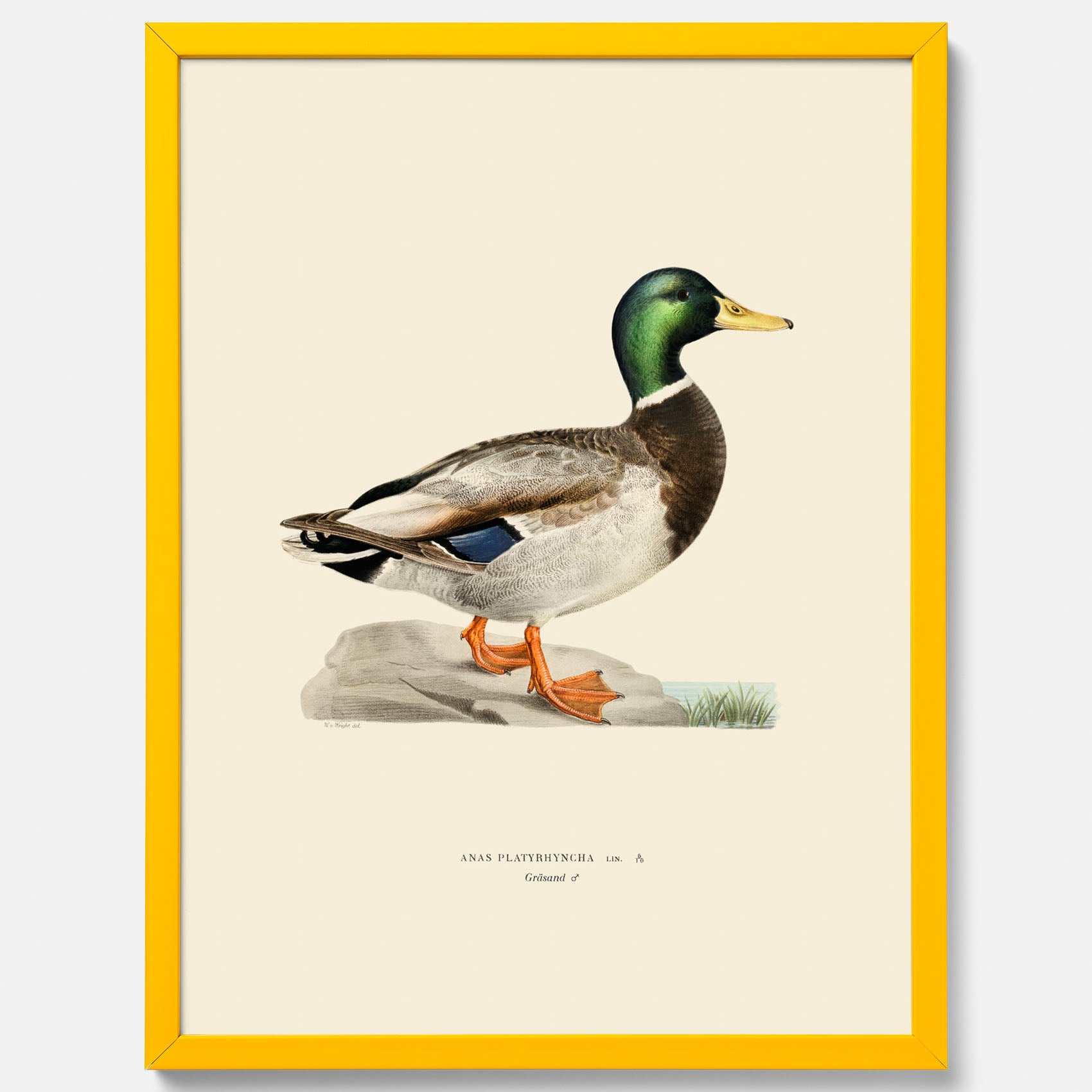 Vintageposter föreställande en gräsand, ritad av bröderna von Wright.