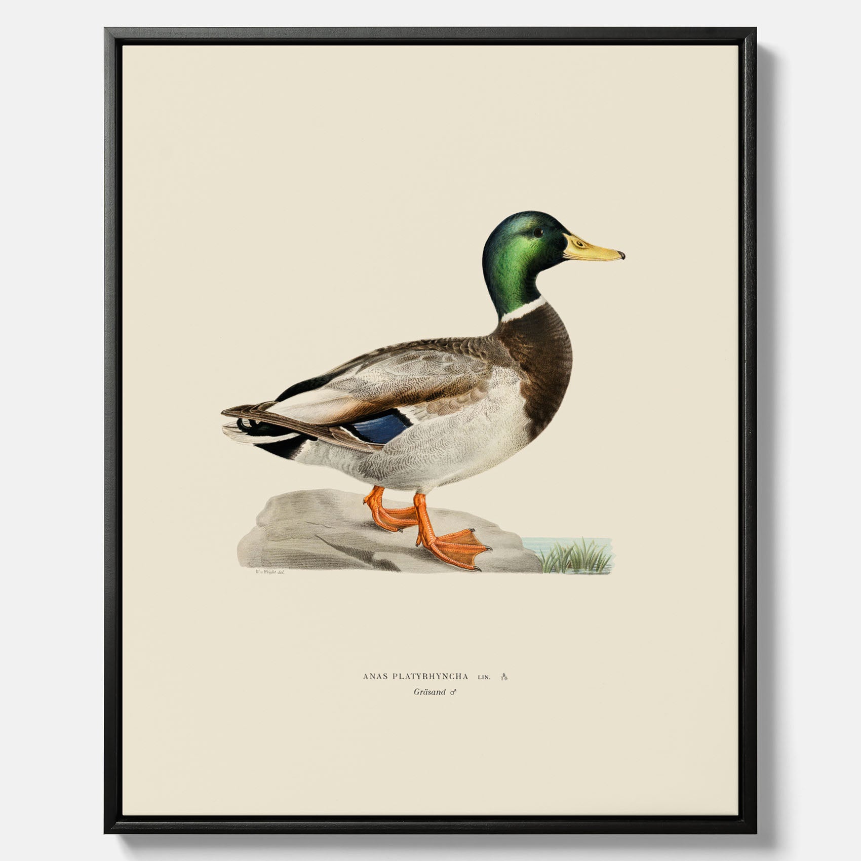 Vintageposter på canvas föreställande en gräsand, ritad av bröderna von Wright.