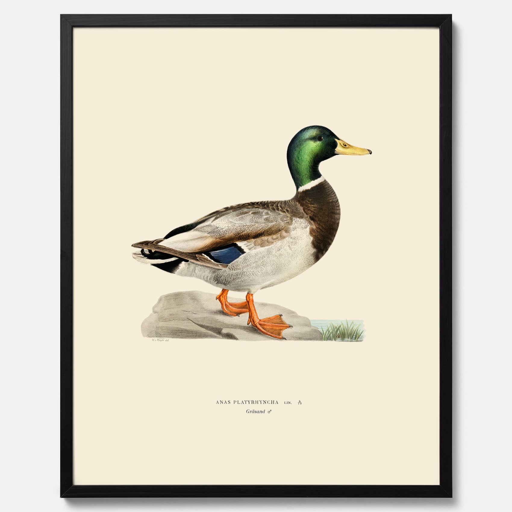 Vintageposter föreställande en gräsand, ritad av bröderna von Wright.