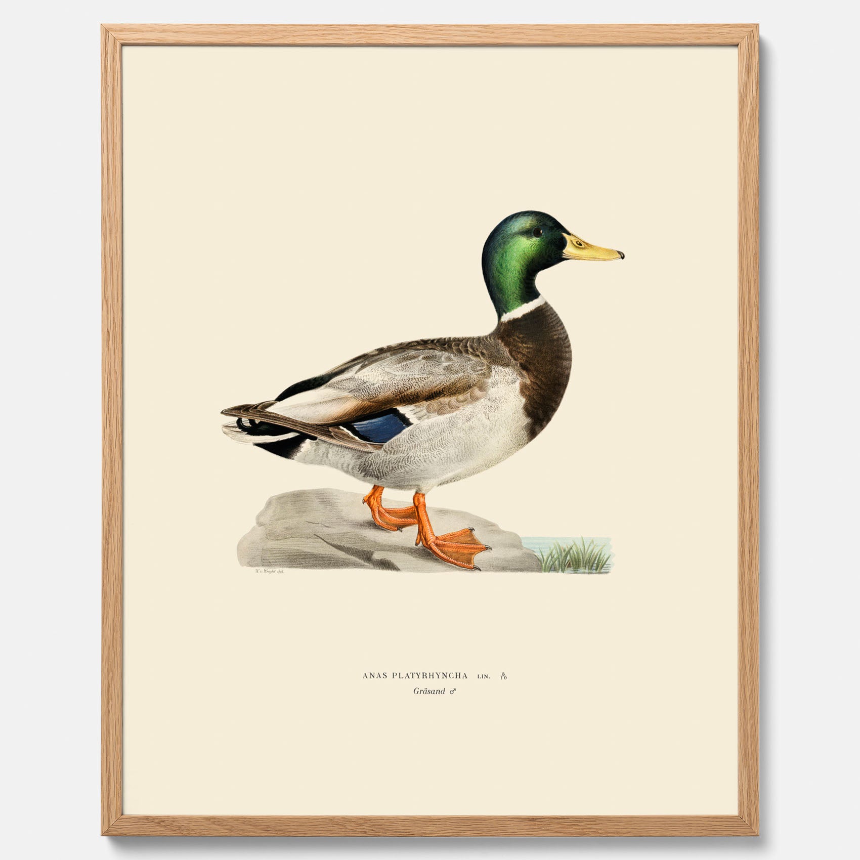 Vintageposter föreställande en gräsand, ritad av bröderna von Wright.