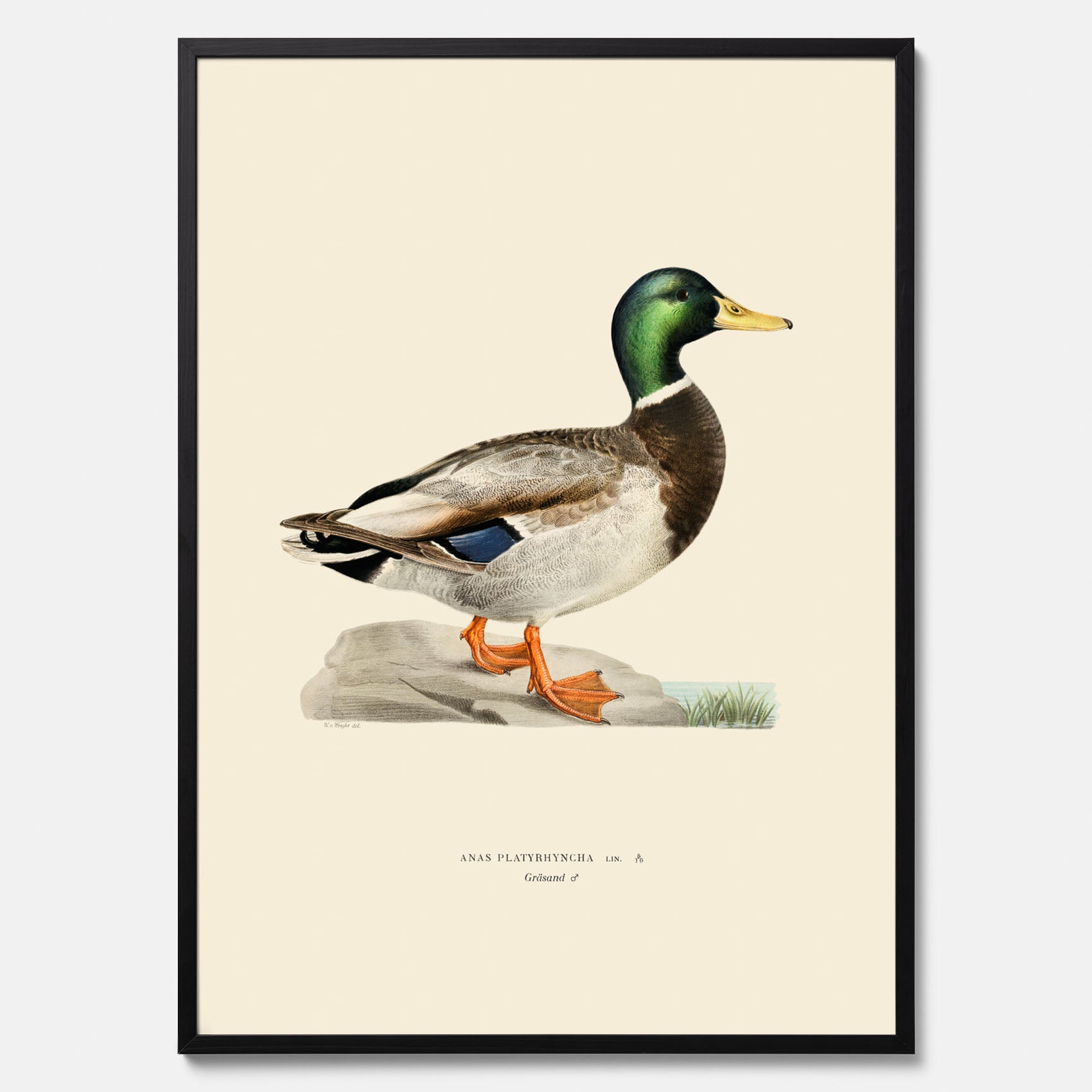 Vintageposter föreställande en gräsand, ritad av bröderna von Wright.