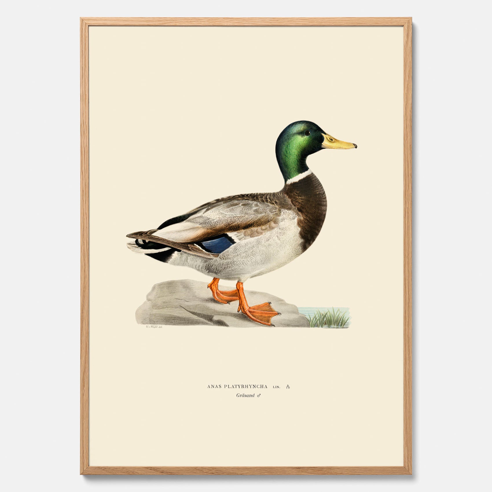 Vintageposter föreställande en gräsand, ritad av bröderna von Wright.