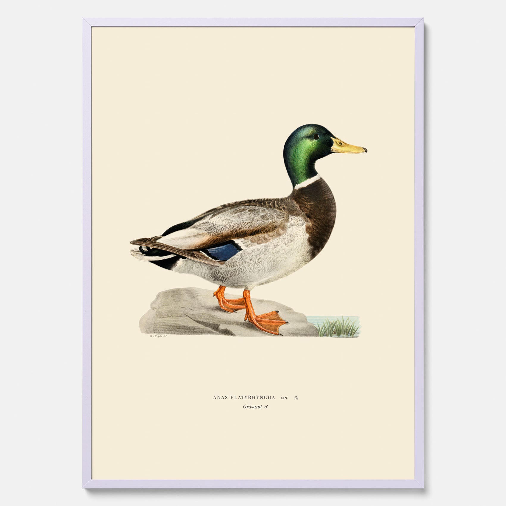 Vintageposter föreställande en gräsand, ritad av bröderna von Wright.