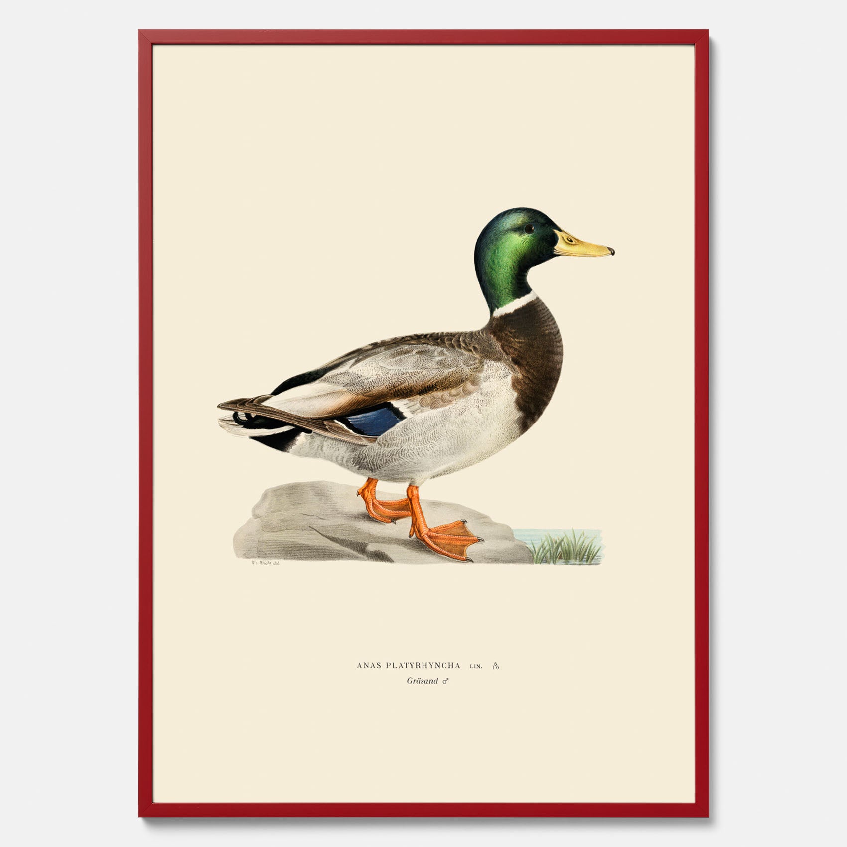 Vintageposter föreställande en gräsand, ritad av bröderna von Wright.