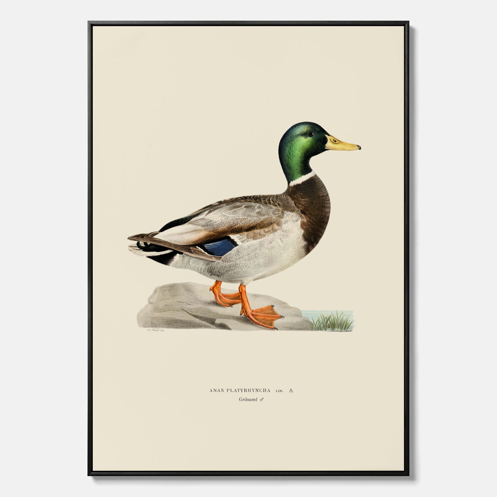 Vintageposter på canvas föreställande en gräsand, ritad av bröderna von Wright.