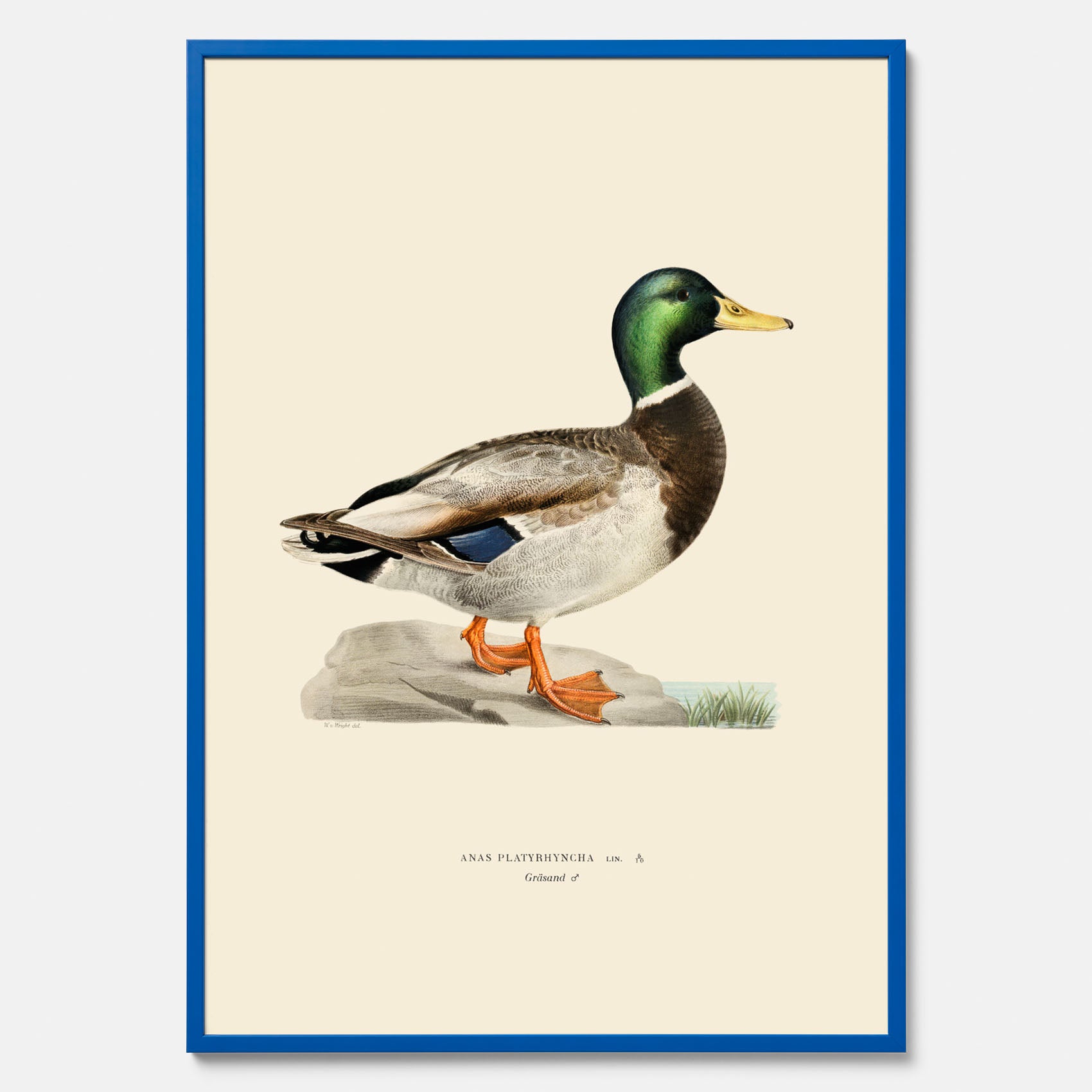 Vintageposter föreställande en gräsand, ritad av bröderna von Wright.