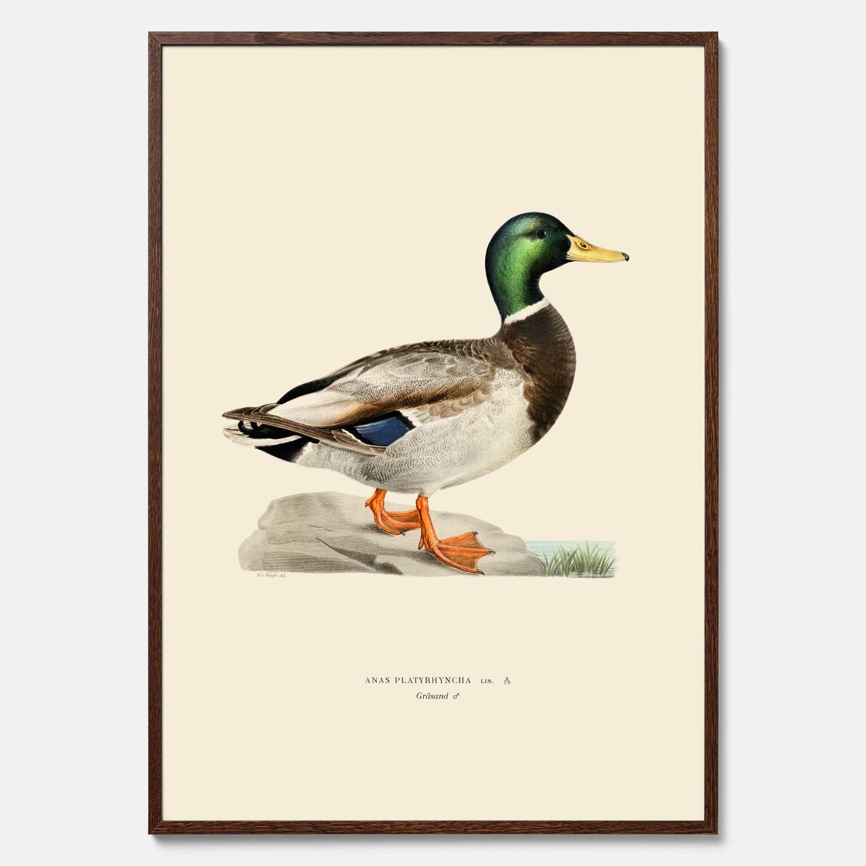 Vintageposter föreställande en gräsand, ritad av bröderna von Wright.
