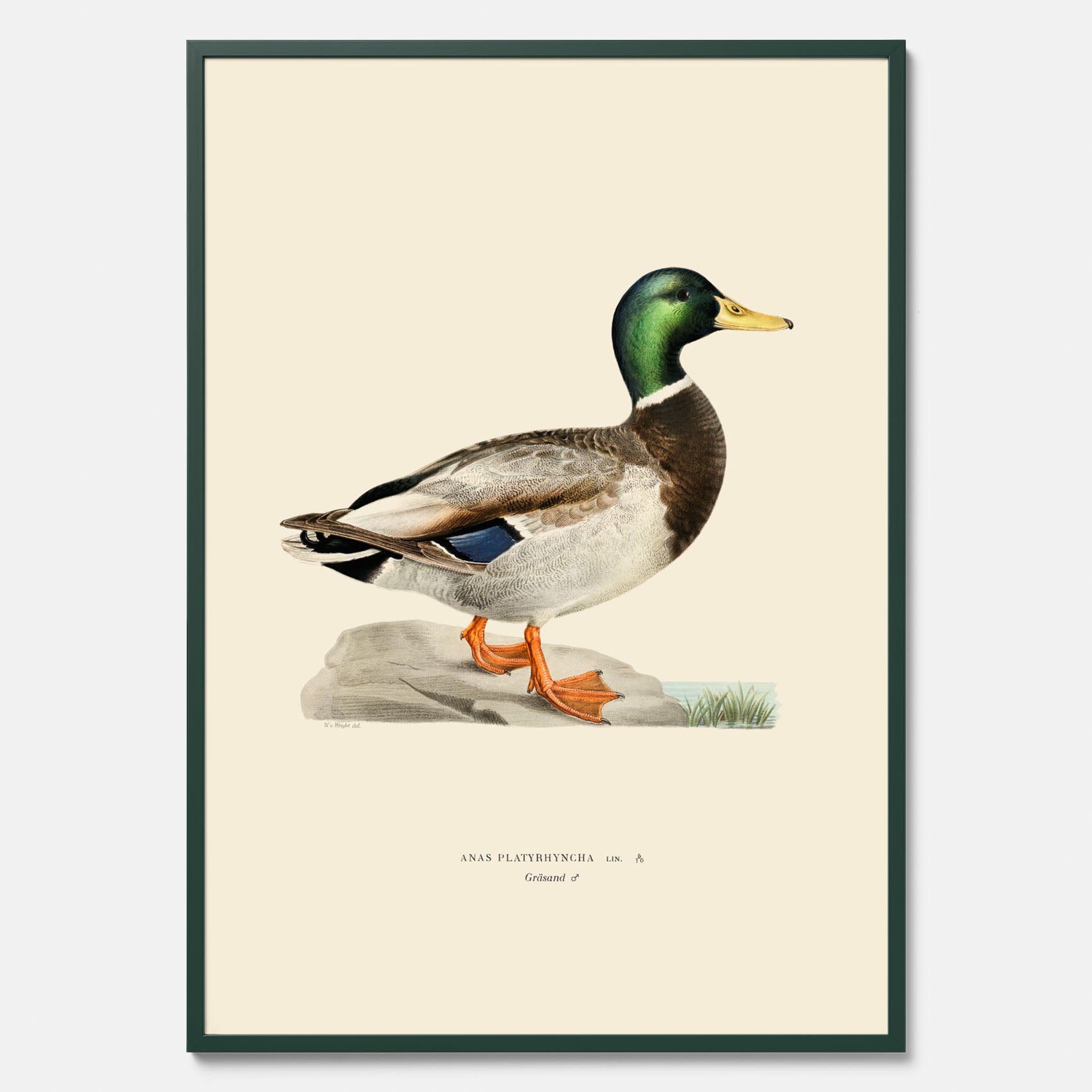 Vintageposter föreställande en gräsand, ritad av bröderna von Wright.