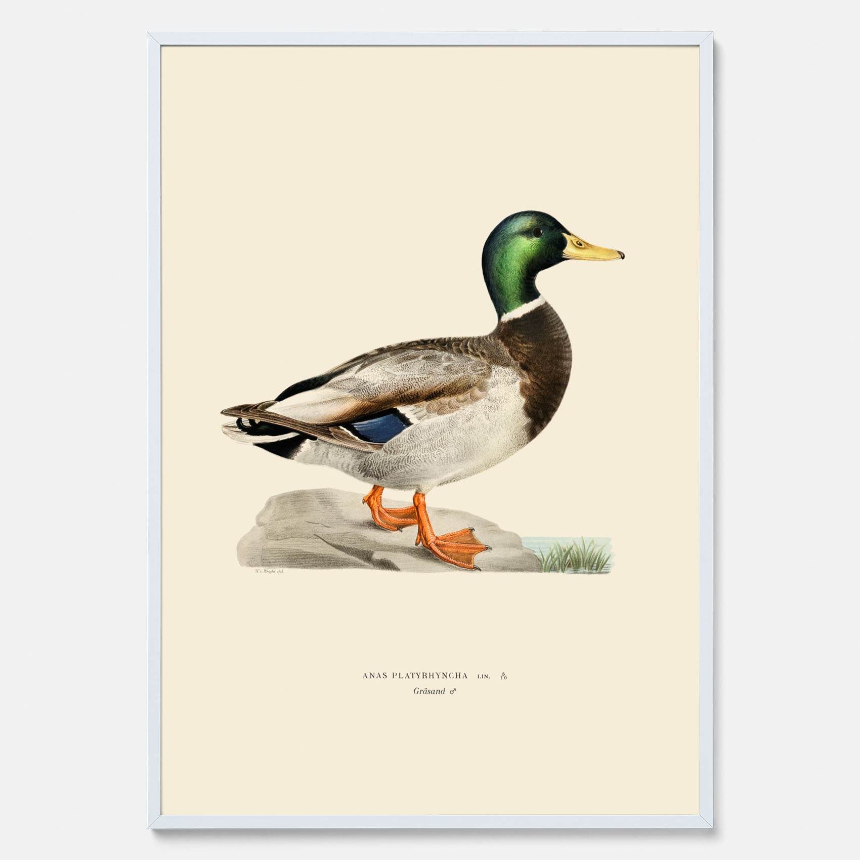 Vintageposter föreställande en gräsand, ritad av bröderna von Wright.