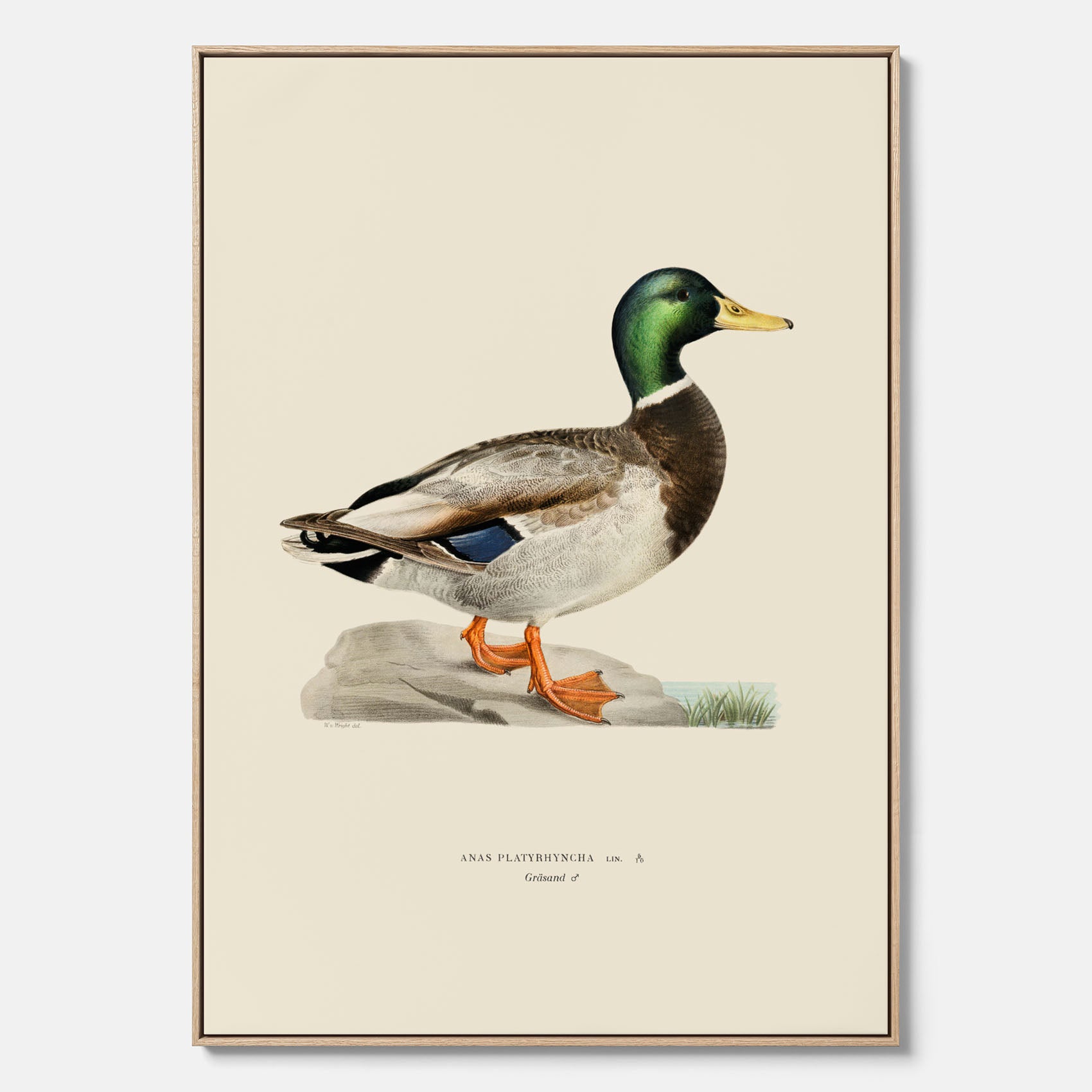 Vintageposter på canvas föreställande en gräsand, ritad av bröderna von Wright.
