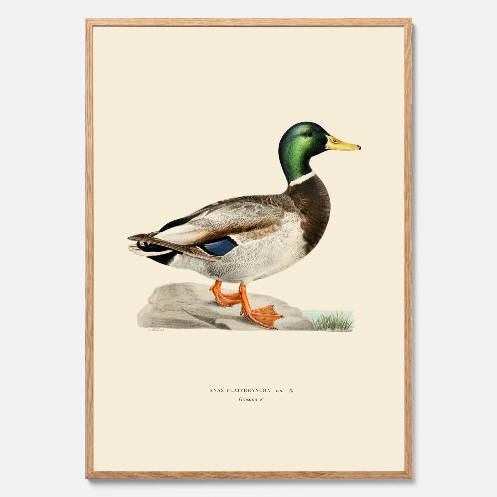 Vintageposter föreställande en gräsand, ritad av bröderna von Wright.