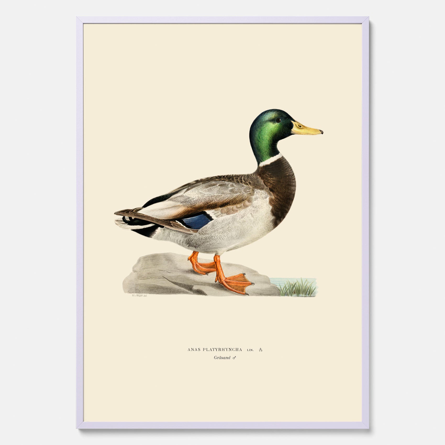 Vintageposter föreställande en gräsand, ritad av bröderna von Wright.
