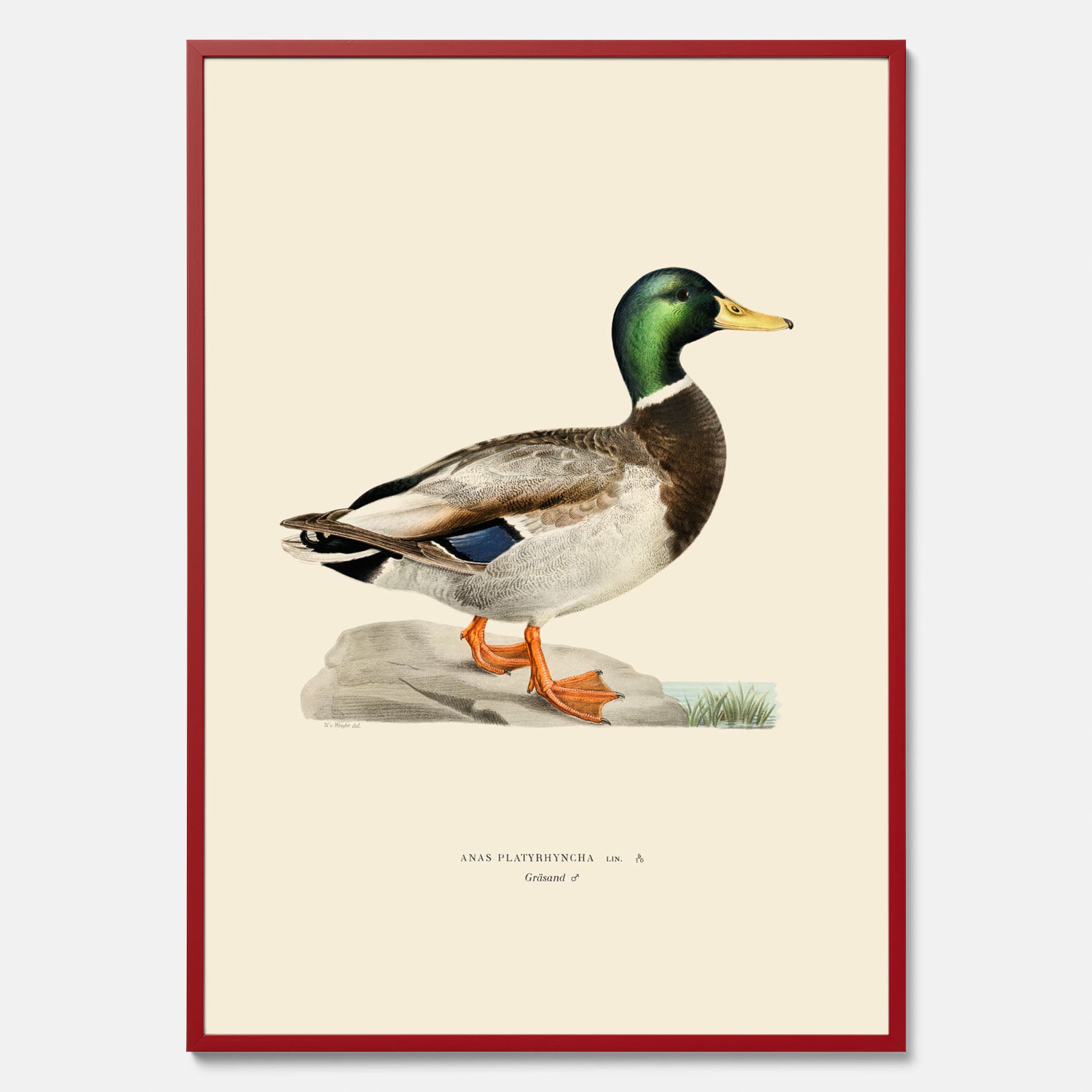 Vintageposter föreställande en gräsand, ritad av bröderna von Wright.