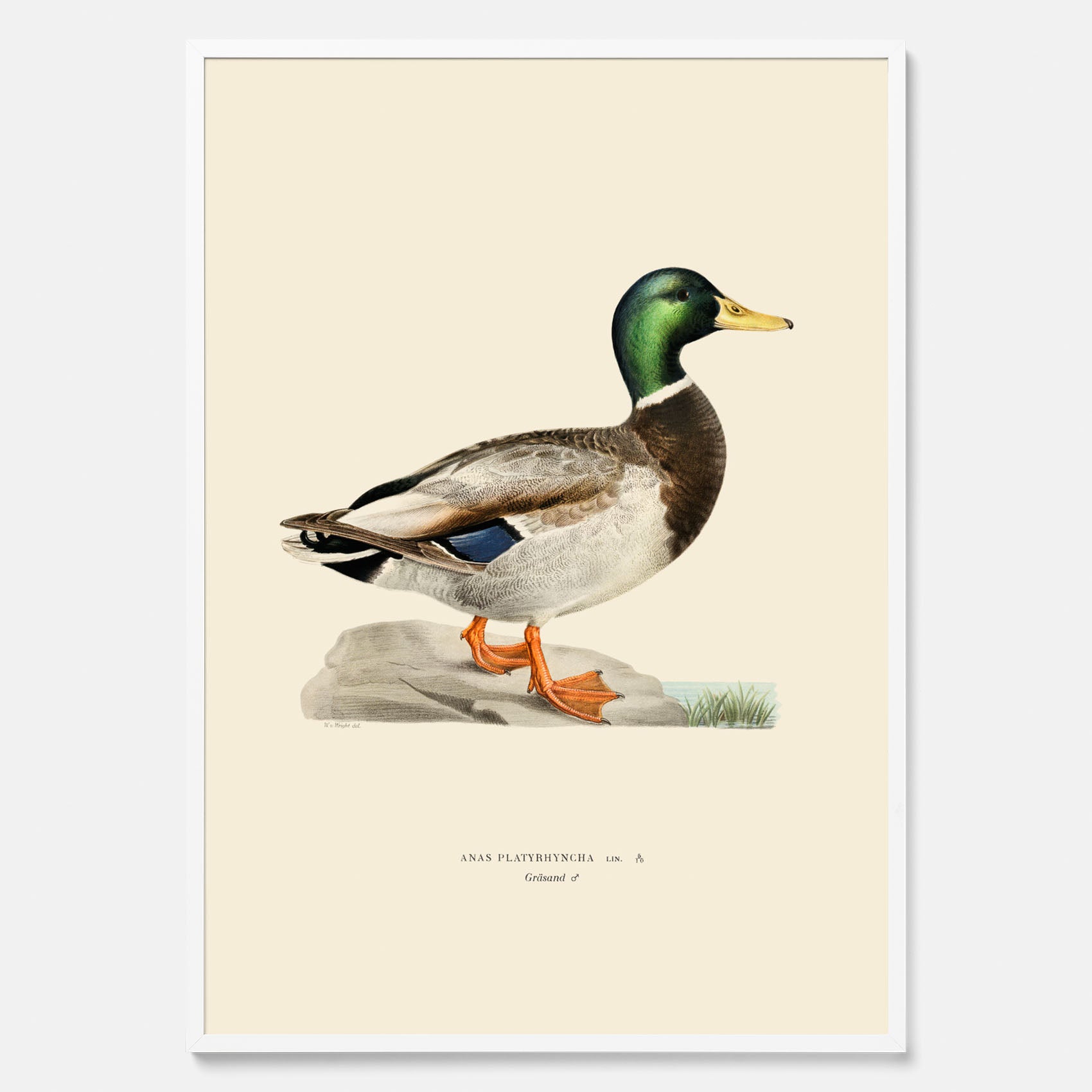 Vintageposter föreställande en gräsand, ritad av bröderna von Wright.