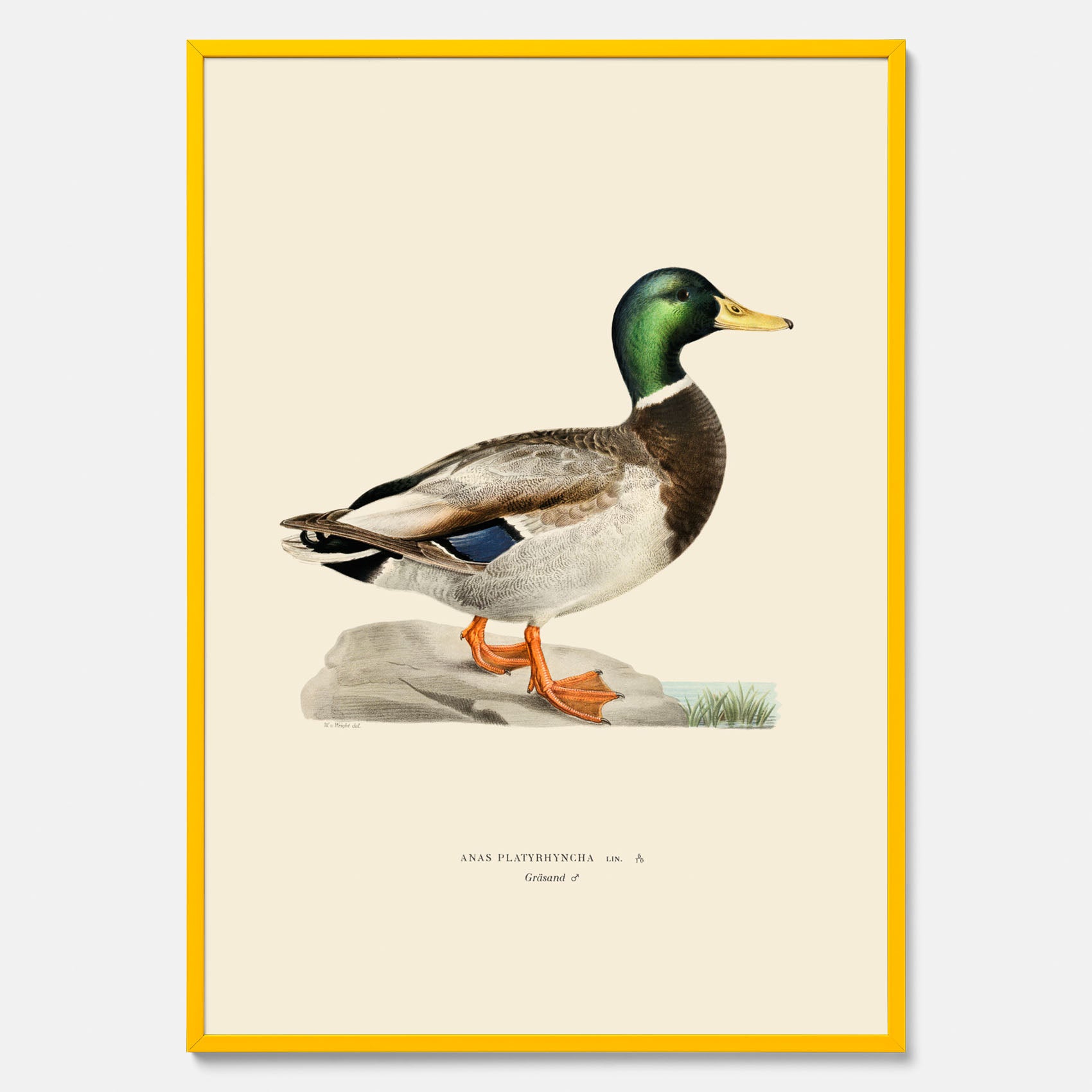 Vintageposter föreställande en gräsand, ritad av bröderna von Wright.