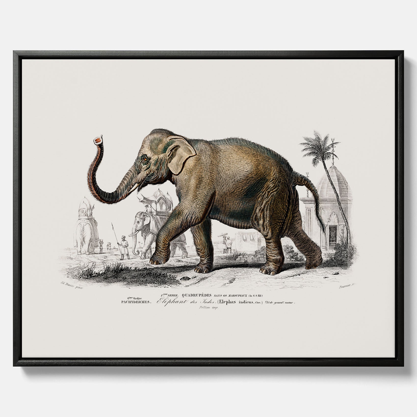 Historisk poster från 1837 som visar en illustration av en elefant i canvas