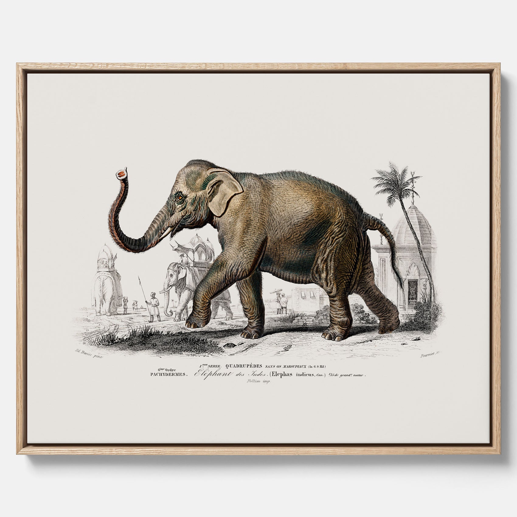 Historisk poster från 1837 som visar en illustration av en elefant i canvas