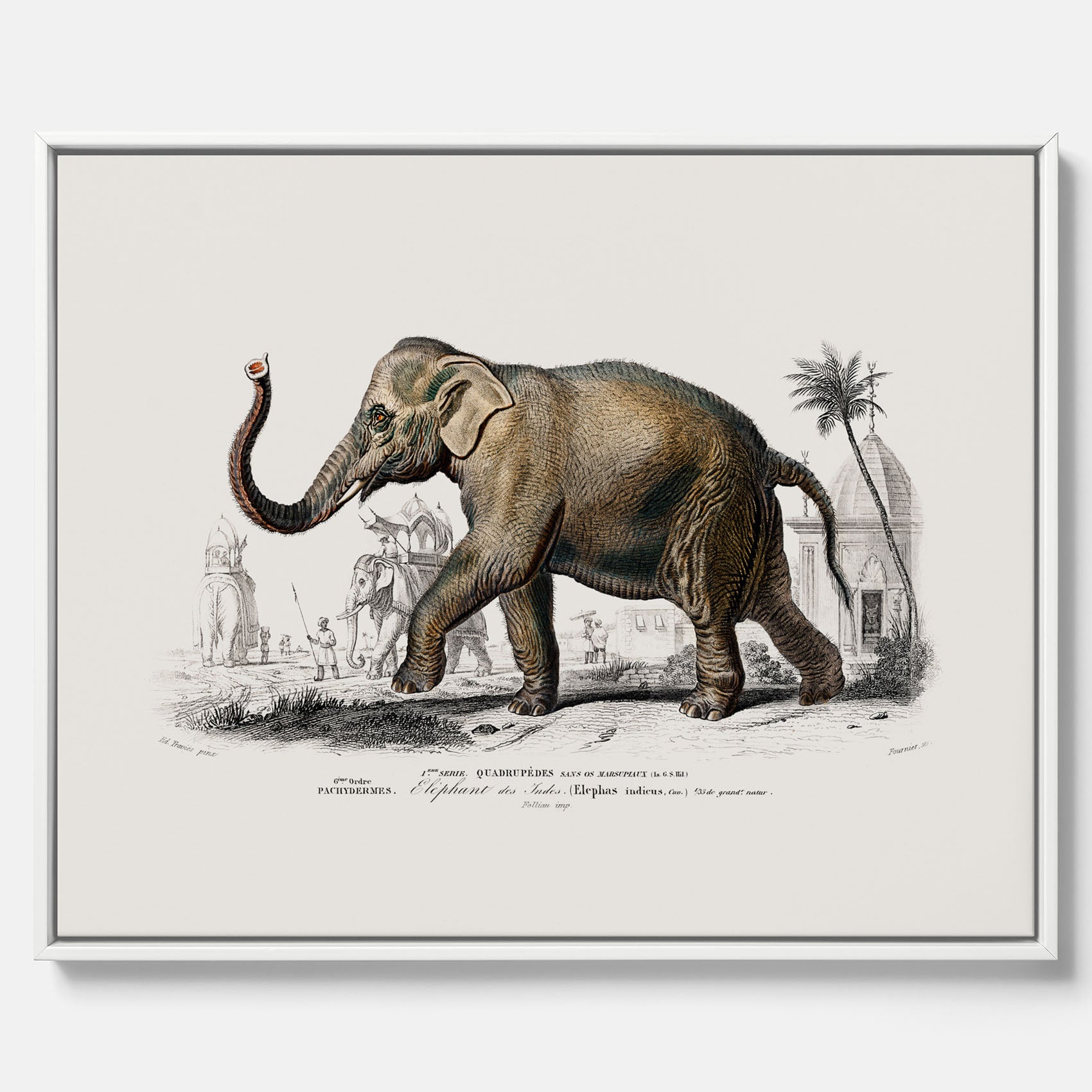 Historisk poster från 1837 som visar en illustration av en elefant i canvas