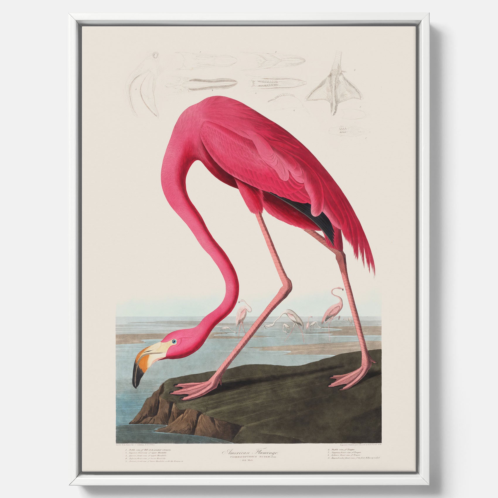 Tavla med Rosa Flamingo canvas vintage illustration konst