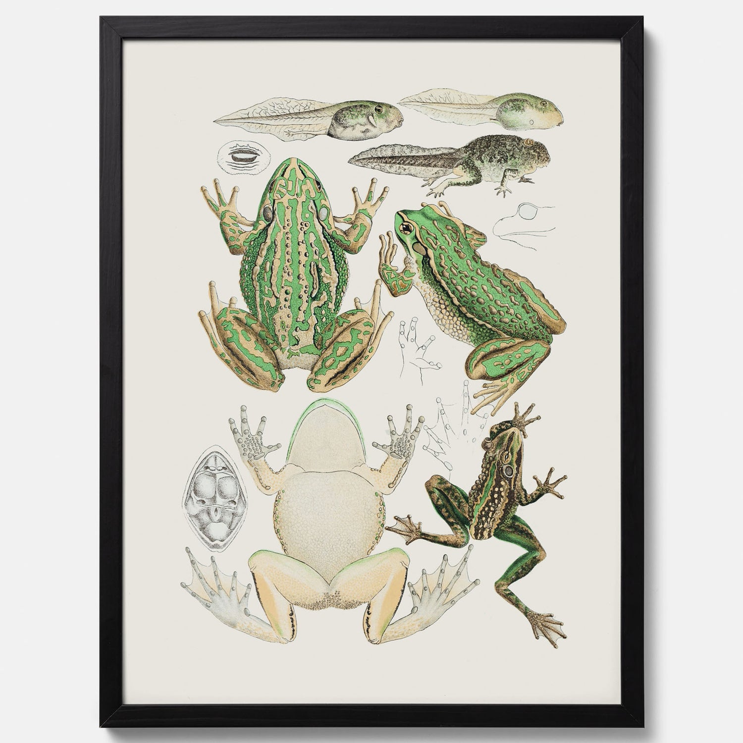 Tavla med grodor, grodtavla  – Vintageposter med grodors utvecklingsstadier