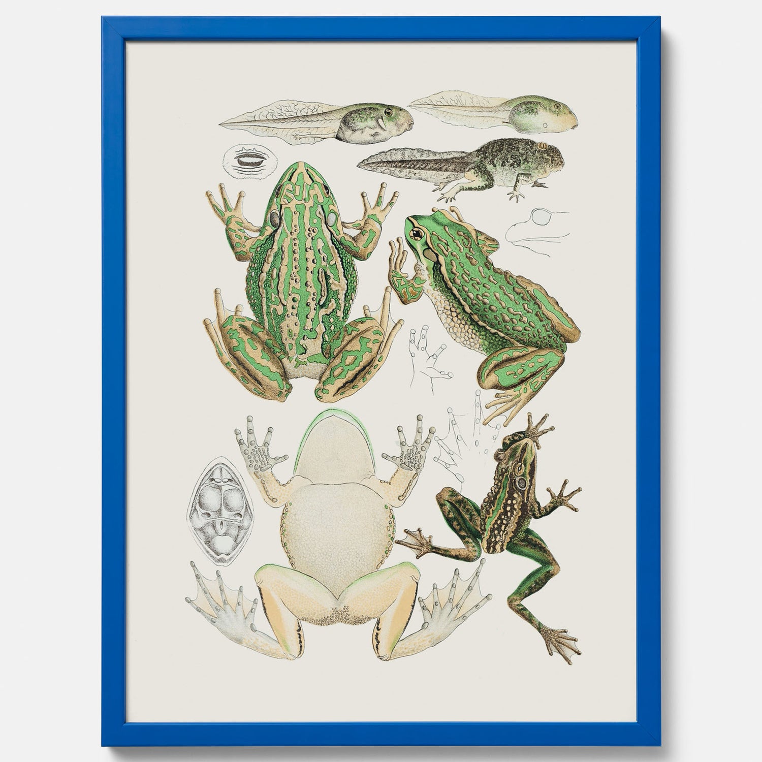 Tavla med grodor, grodtavla  – Vintageposter med grodors utvecklingsstadier