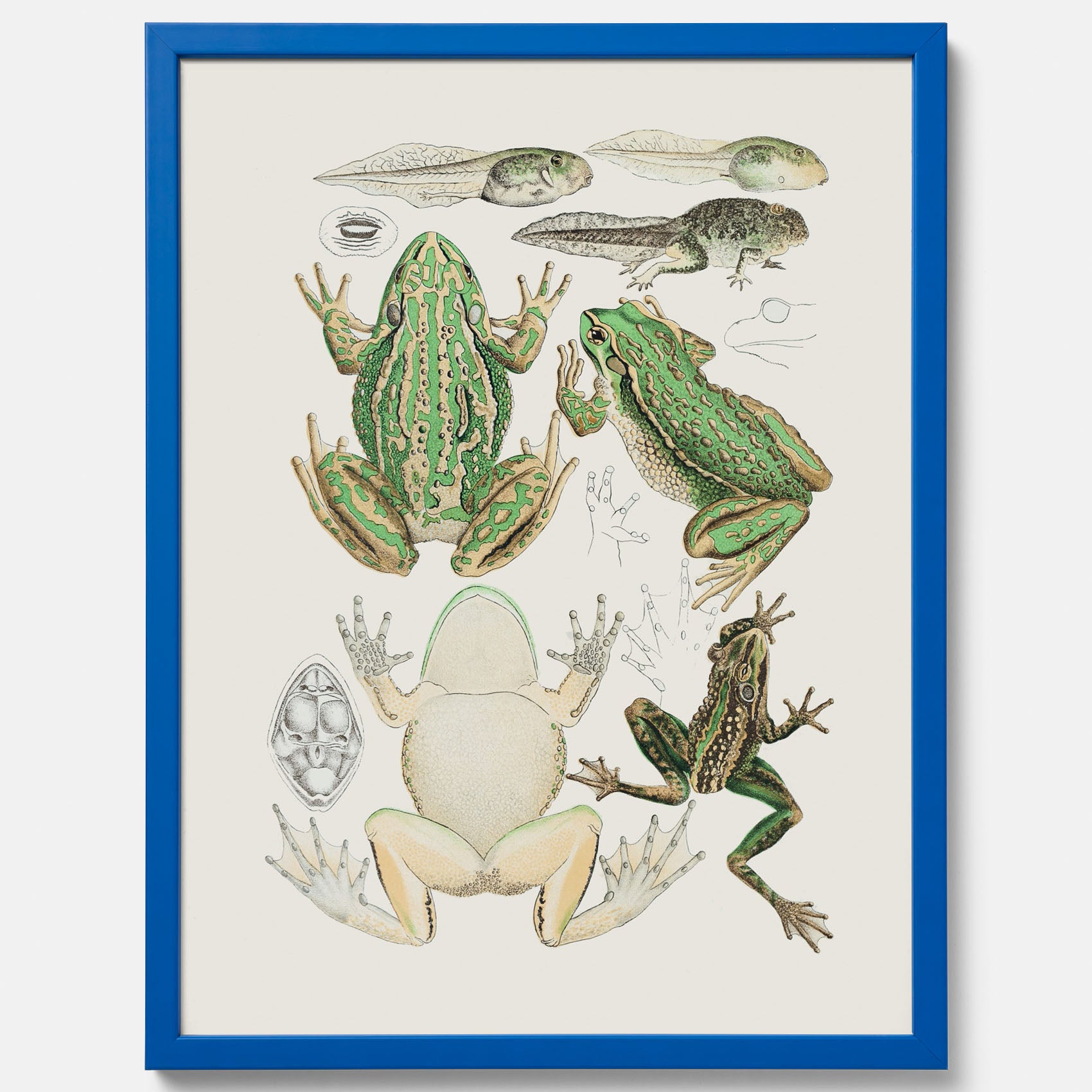 Tavla med grodor, grodtavla  – Vintageposter med grodors utvecklingsstadier