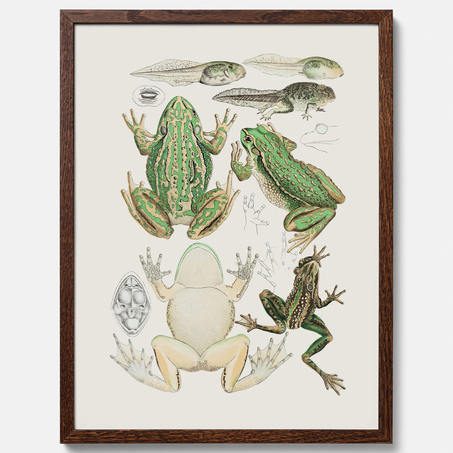 Tavla med grodor, grodtavla  – Vintageposter med grodors utvecklingsstadier